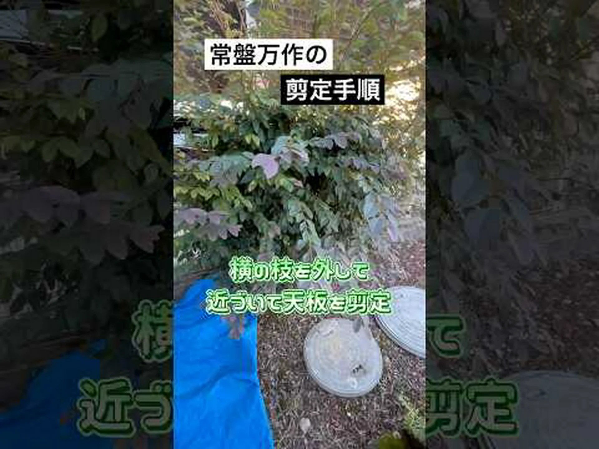 庭師の辞書の文字 L 庭師の辞書の文字 L