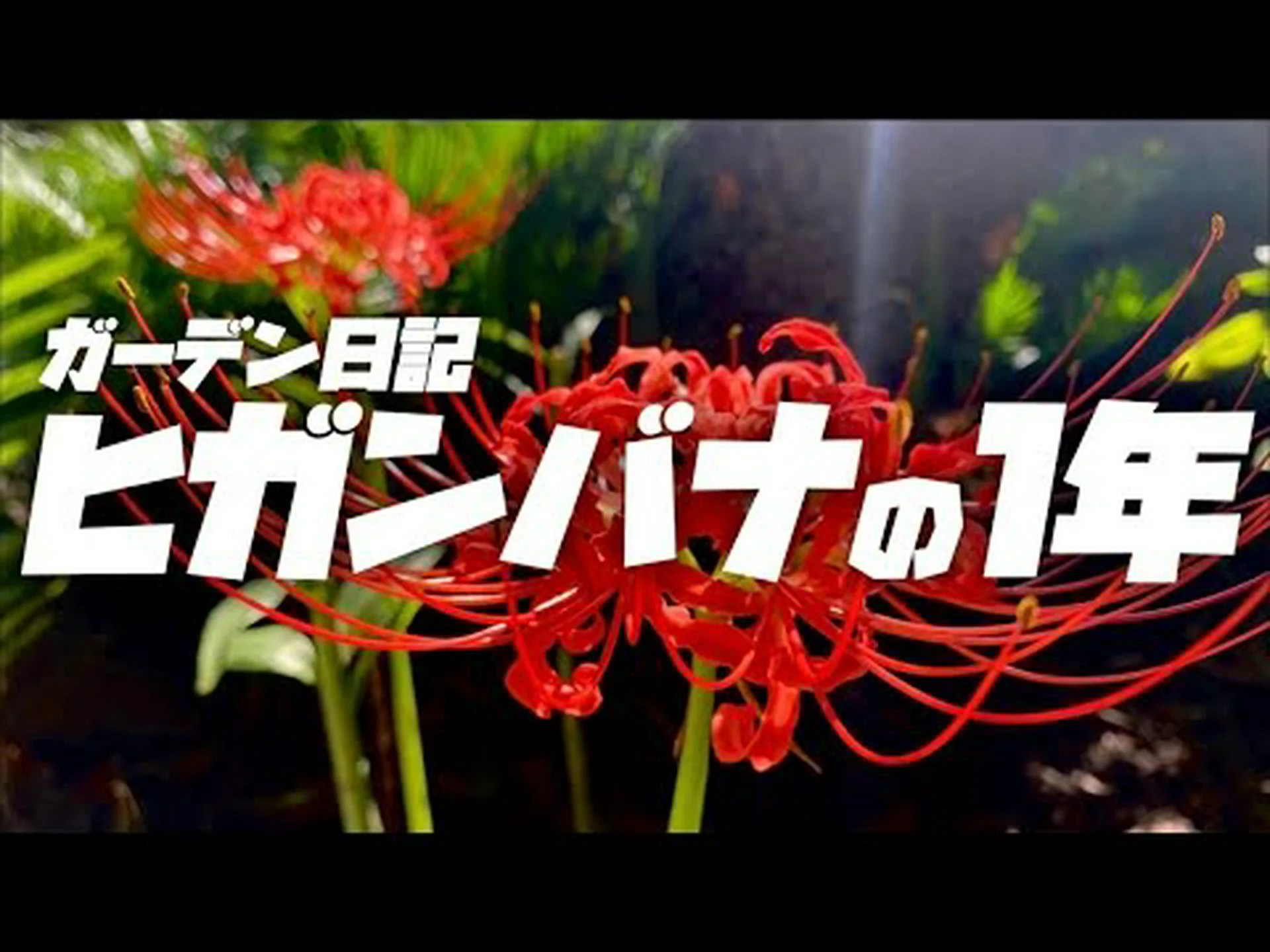 黄色のリコリス、黄色の曼珠沙華 黄色のリコリス、黄色の曼珠沙華