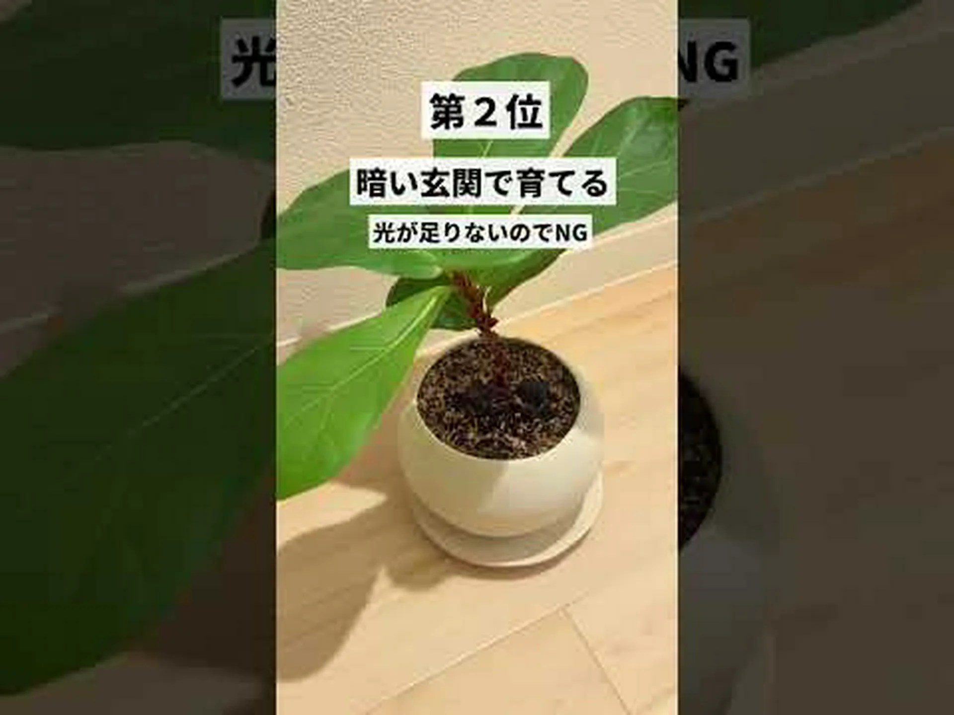 植物による廃水のろ過 植物による廃水のろ過