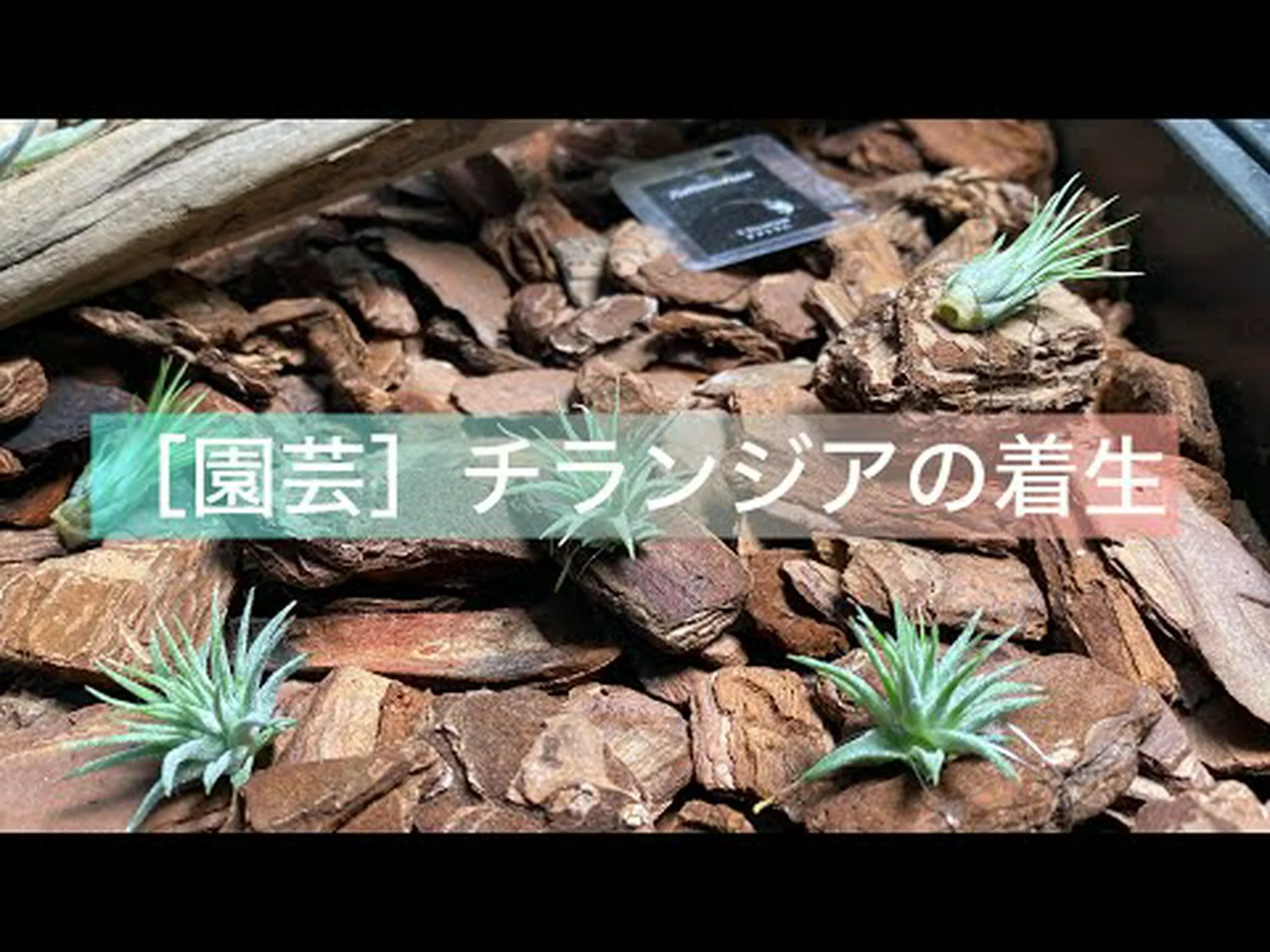 球根ティランジア、空気の娘 球根ティランジア、空気の娘