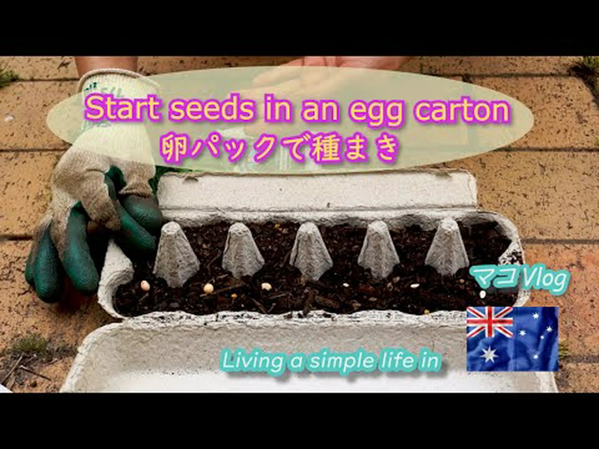 苗木用の卵箱 苗木用の卵箱