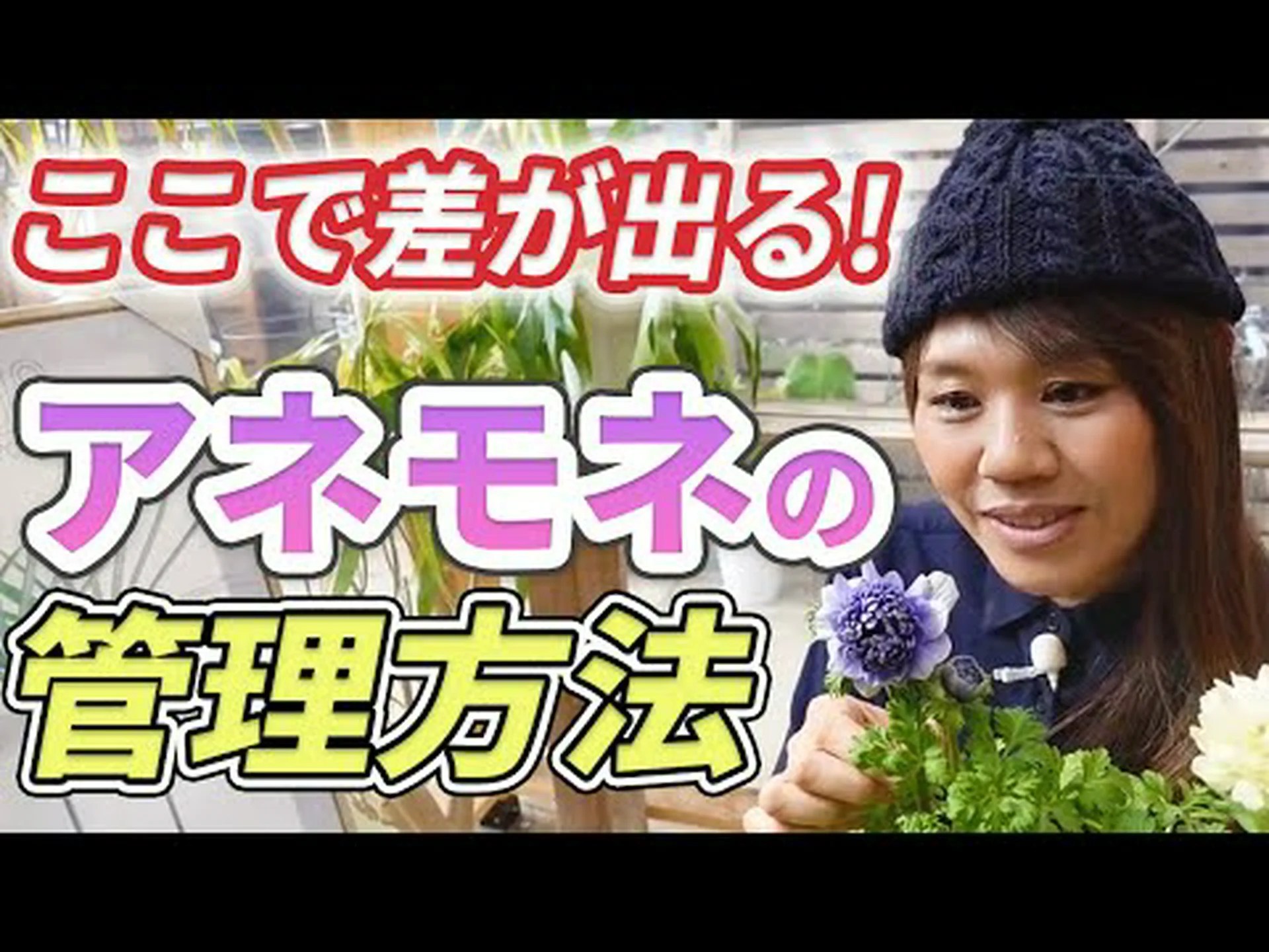 カーンのアネモネ、花屋のアネモネ カーンのアネモネ、花屋のアネモネ