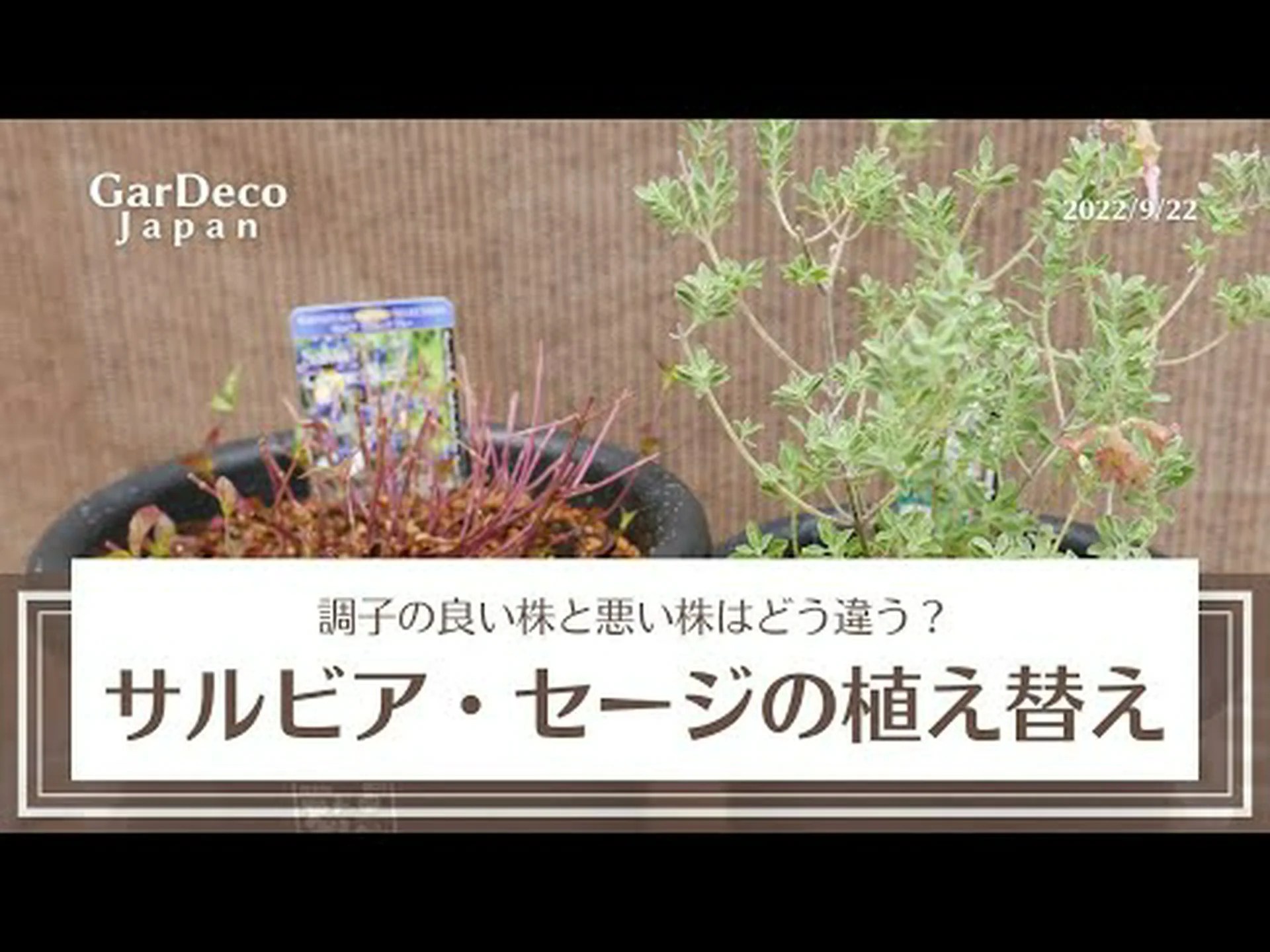 大輪セージ、リンドウセージ 大輪セージ、リンドウセージ