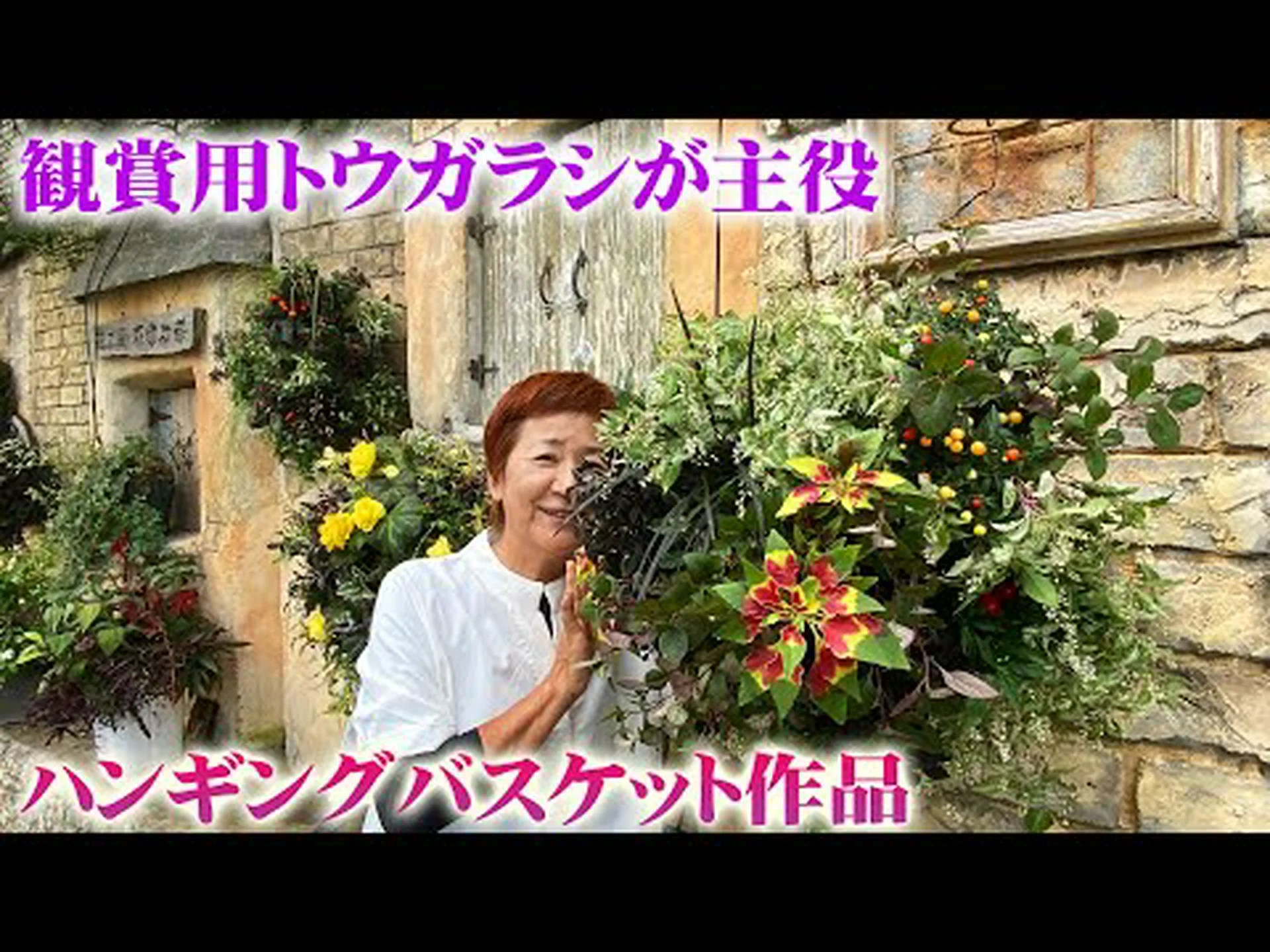 ウッドトウダイグサ、ロブズトウダイグサ ウッドトウダイグサ、ロブズトウダイグサ