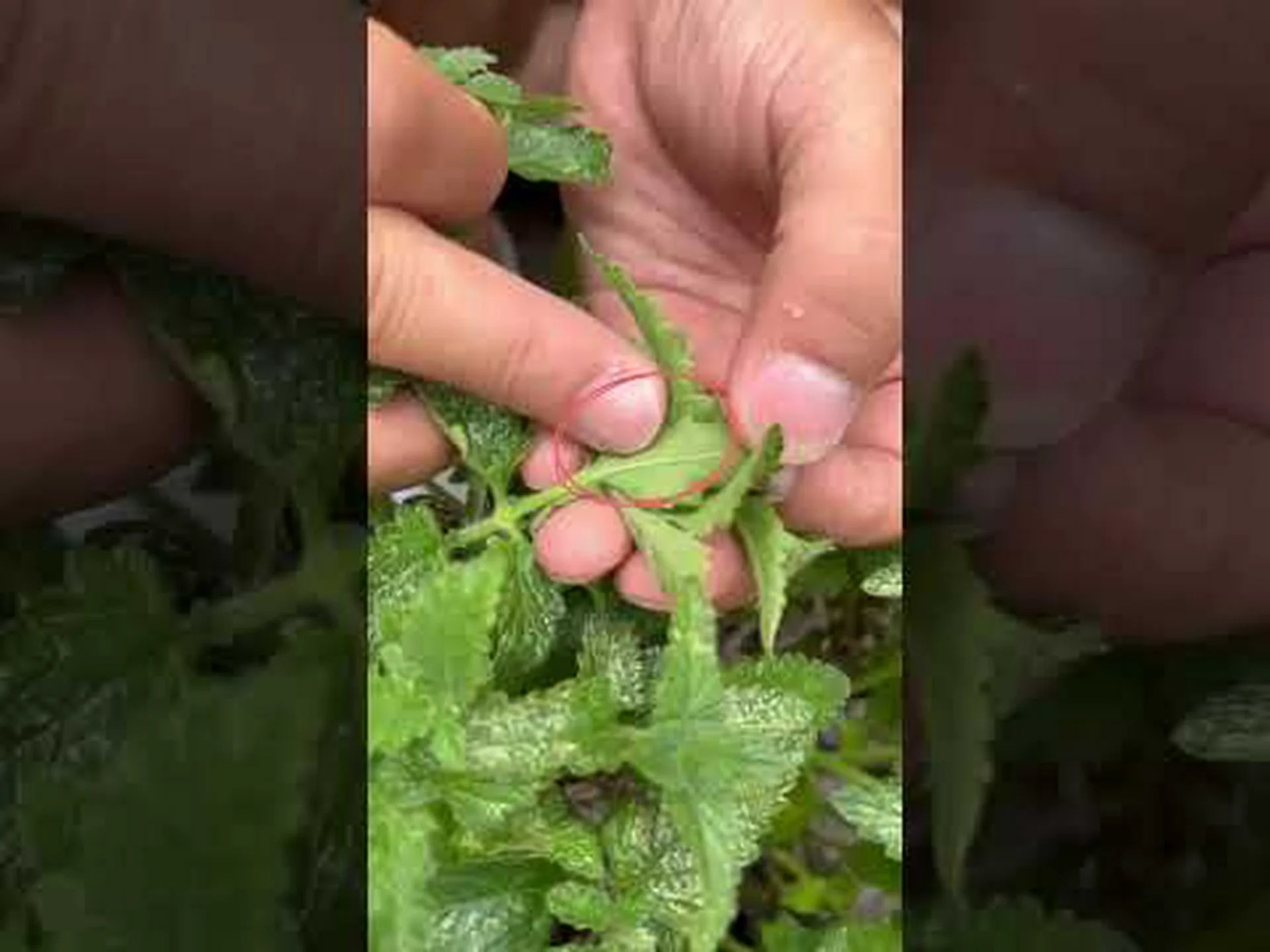 花か苞か? 花か苞か?