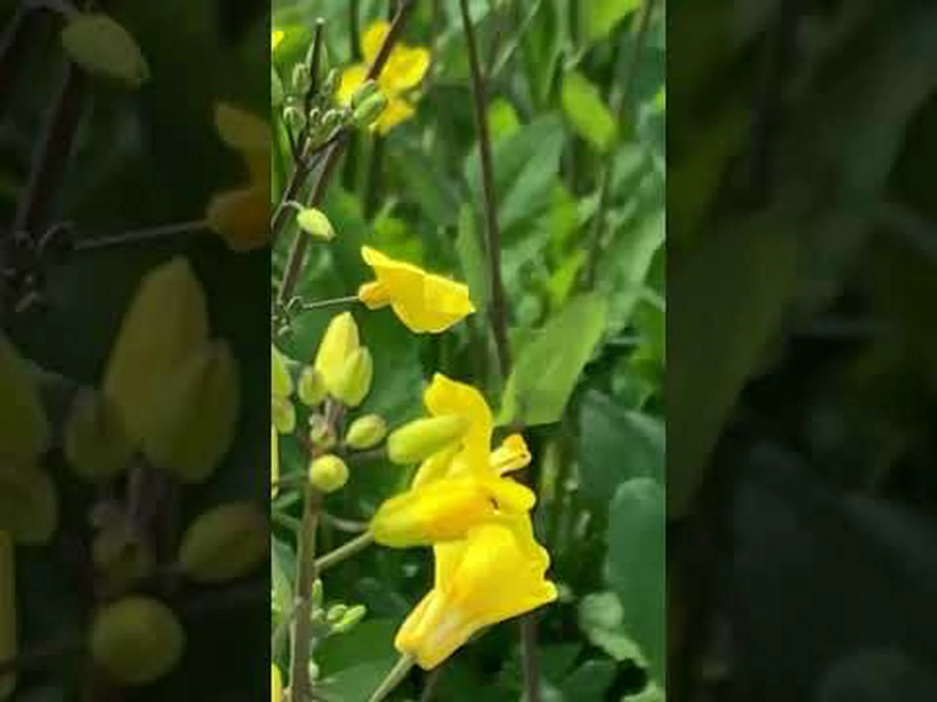 ミツバチ ミツバチ