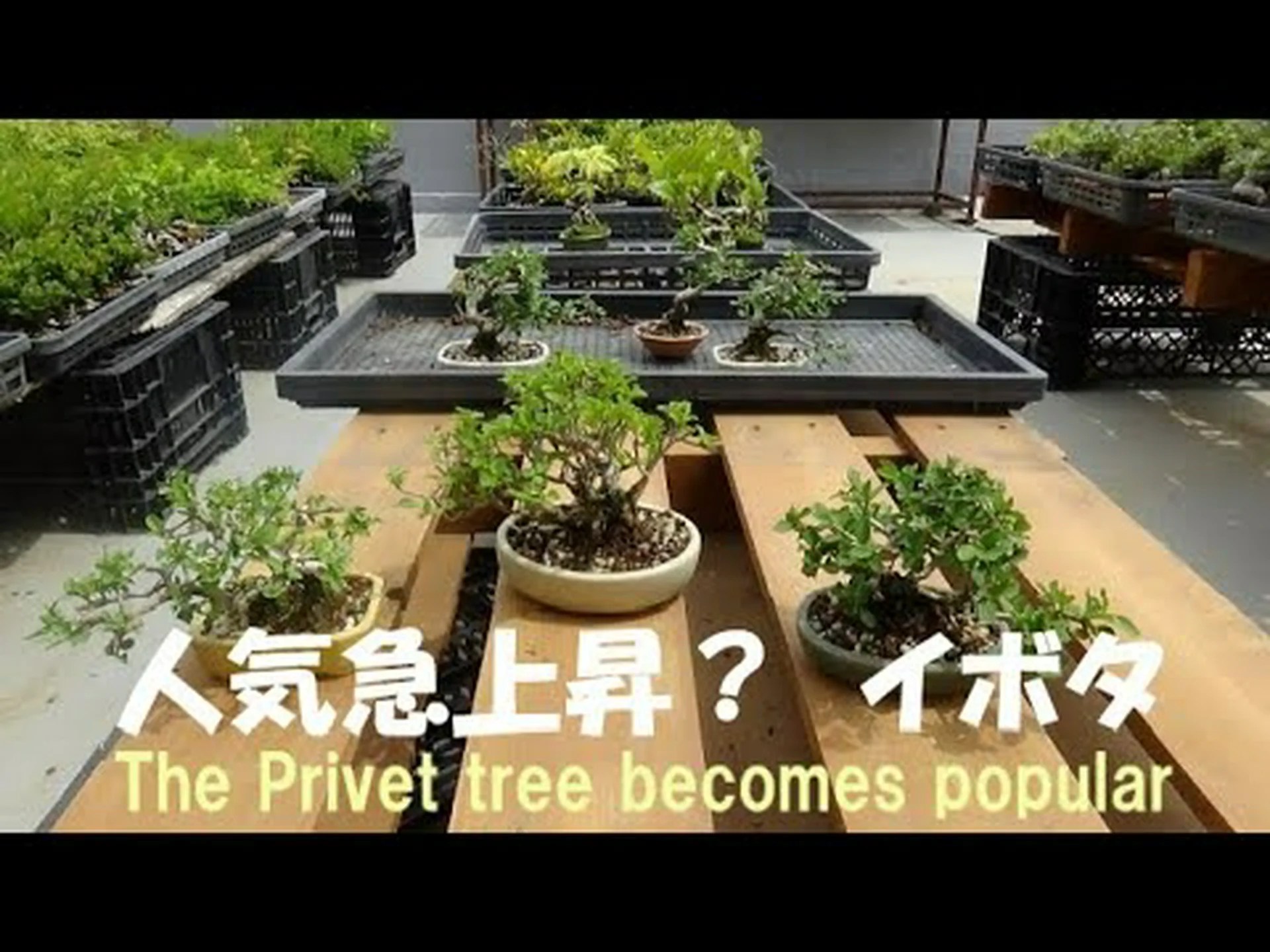 イボタノキ イボタノキ