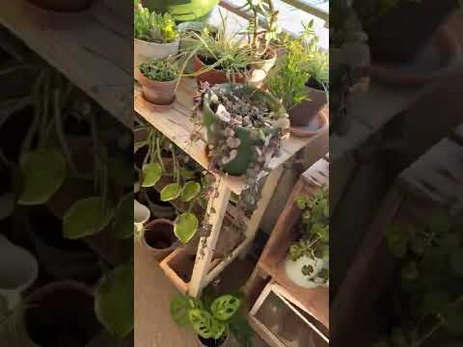 バルコニーのアロマ バルコニーのアロマ