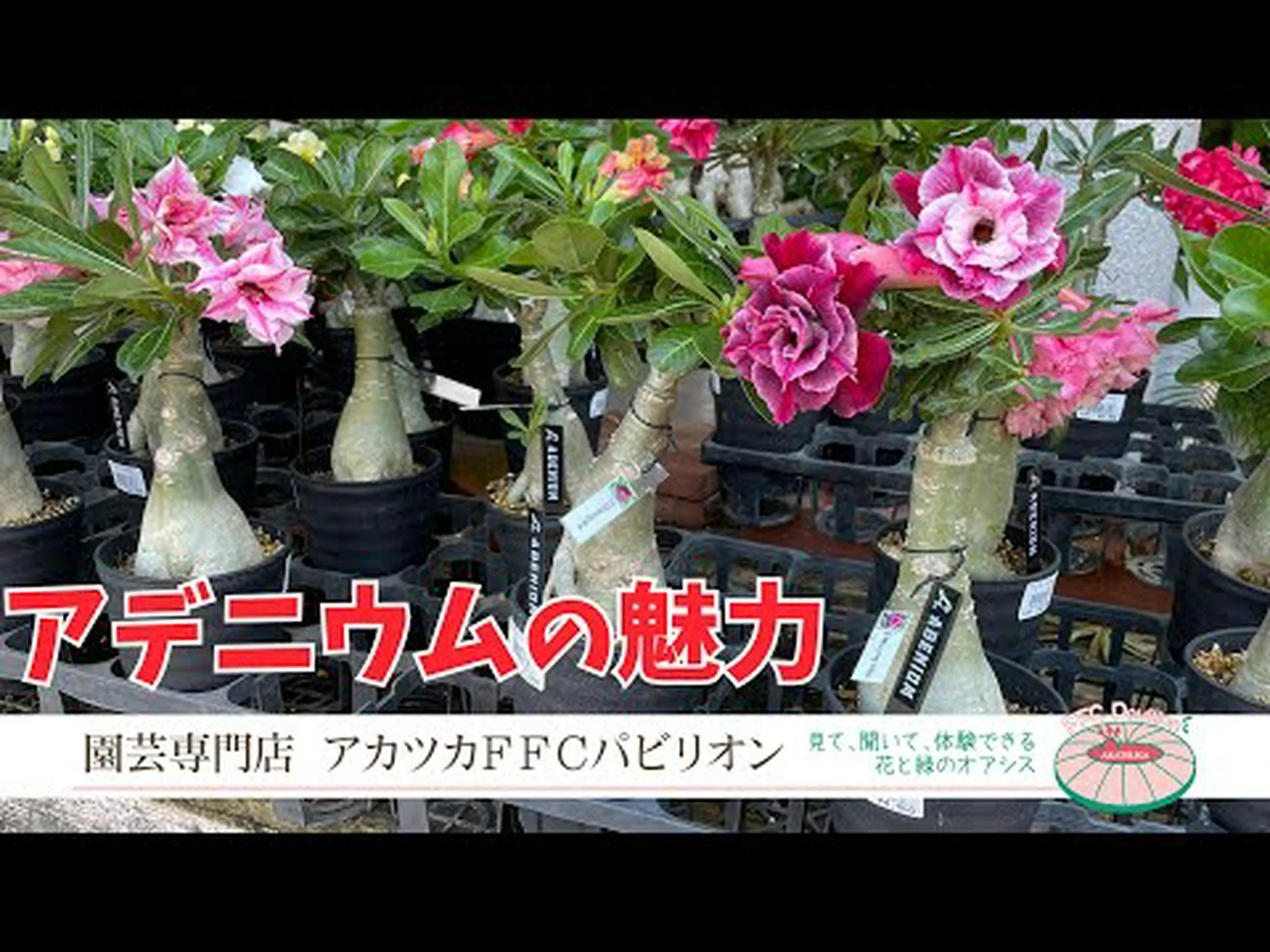 砂漠の賢者サグアロ 砂漠の賢者サグアロ