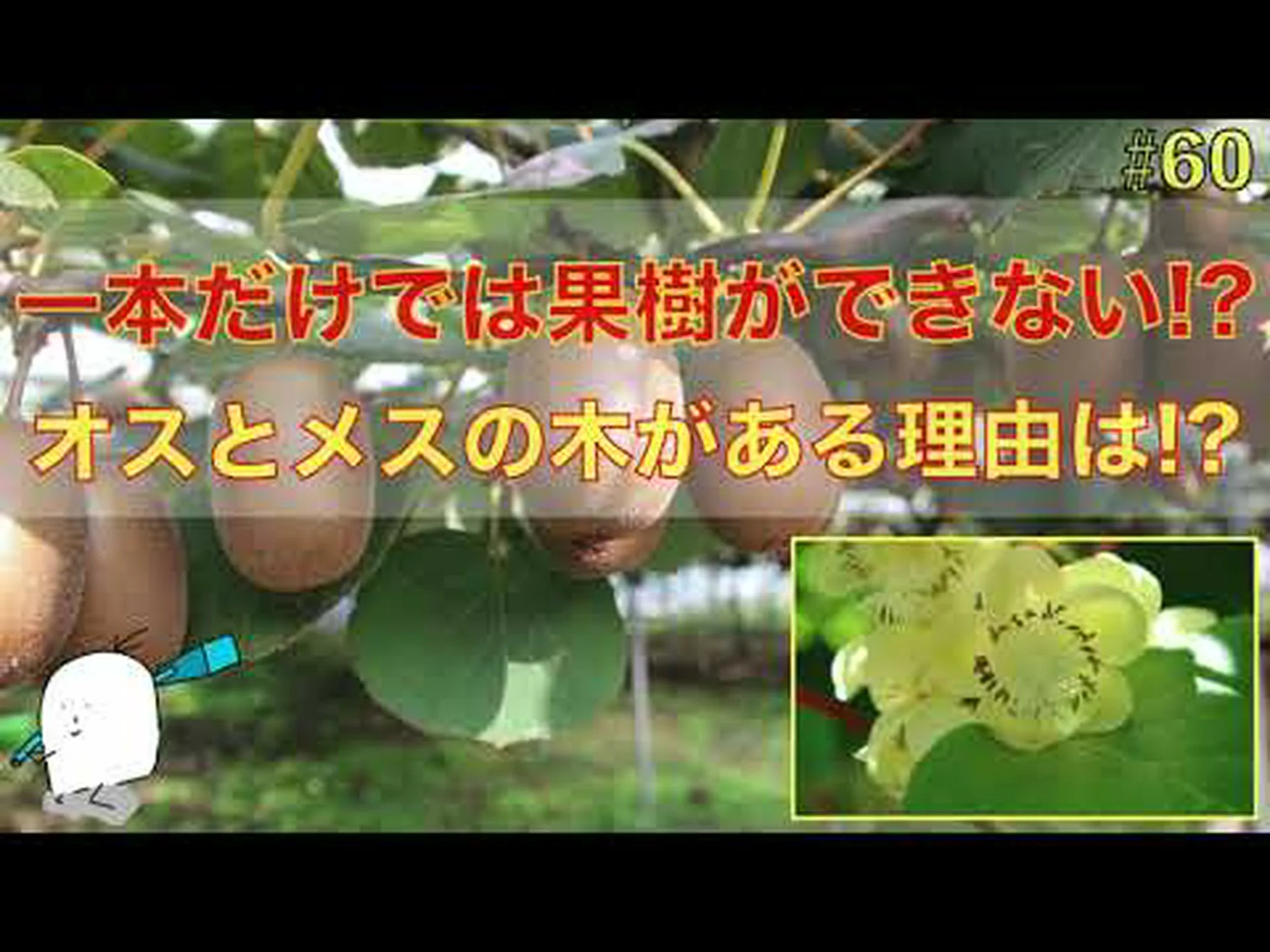 雌雄異株イラクサ、オオイラクサ 雌雄異株イラクサ、オオイラクサ