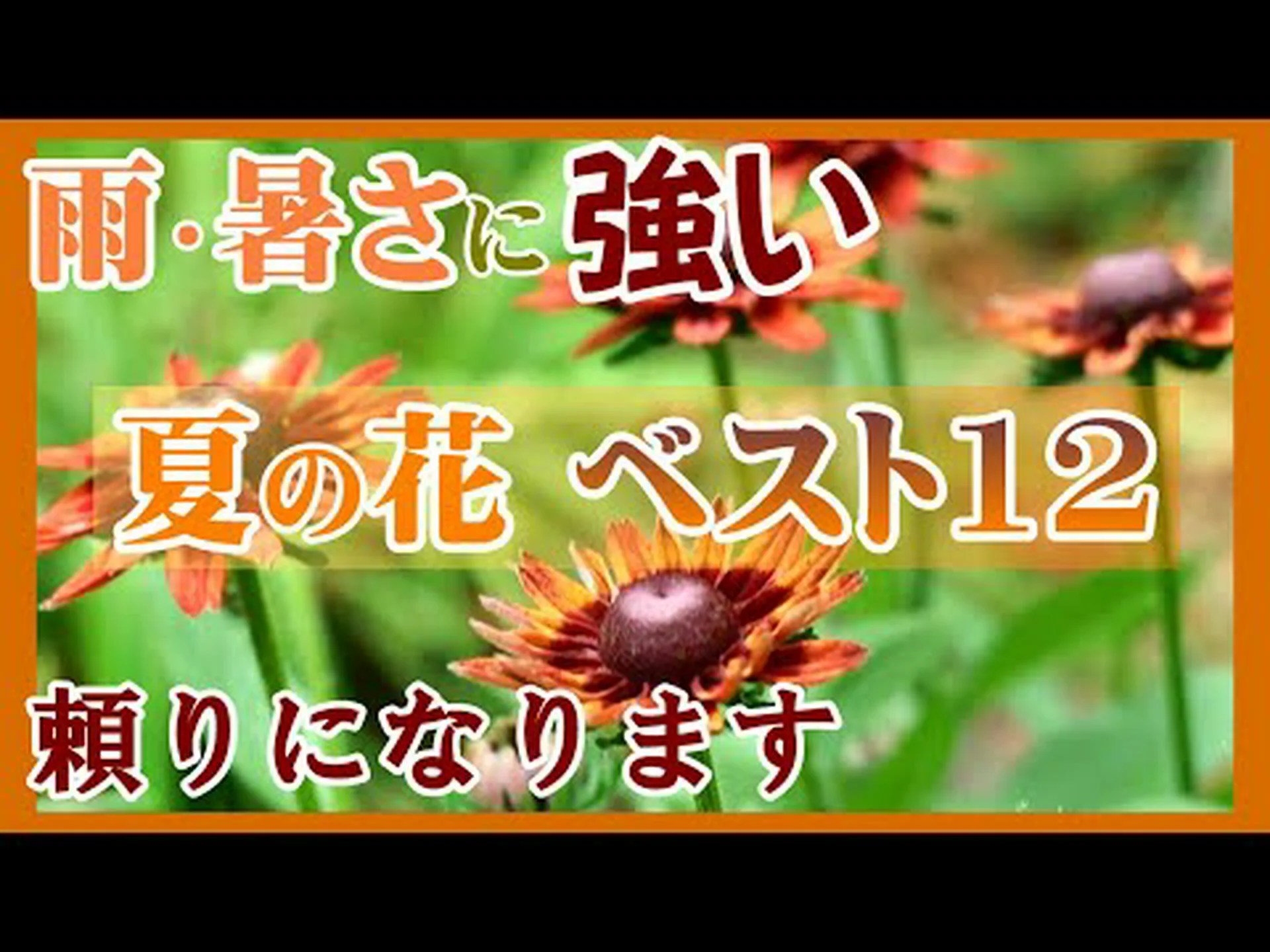 一年草と夏の球根 一年草と夏の球根