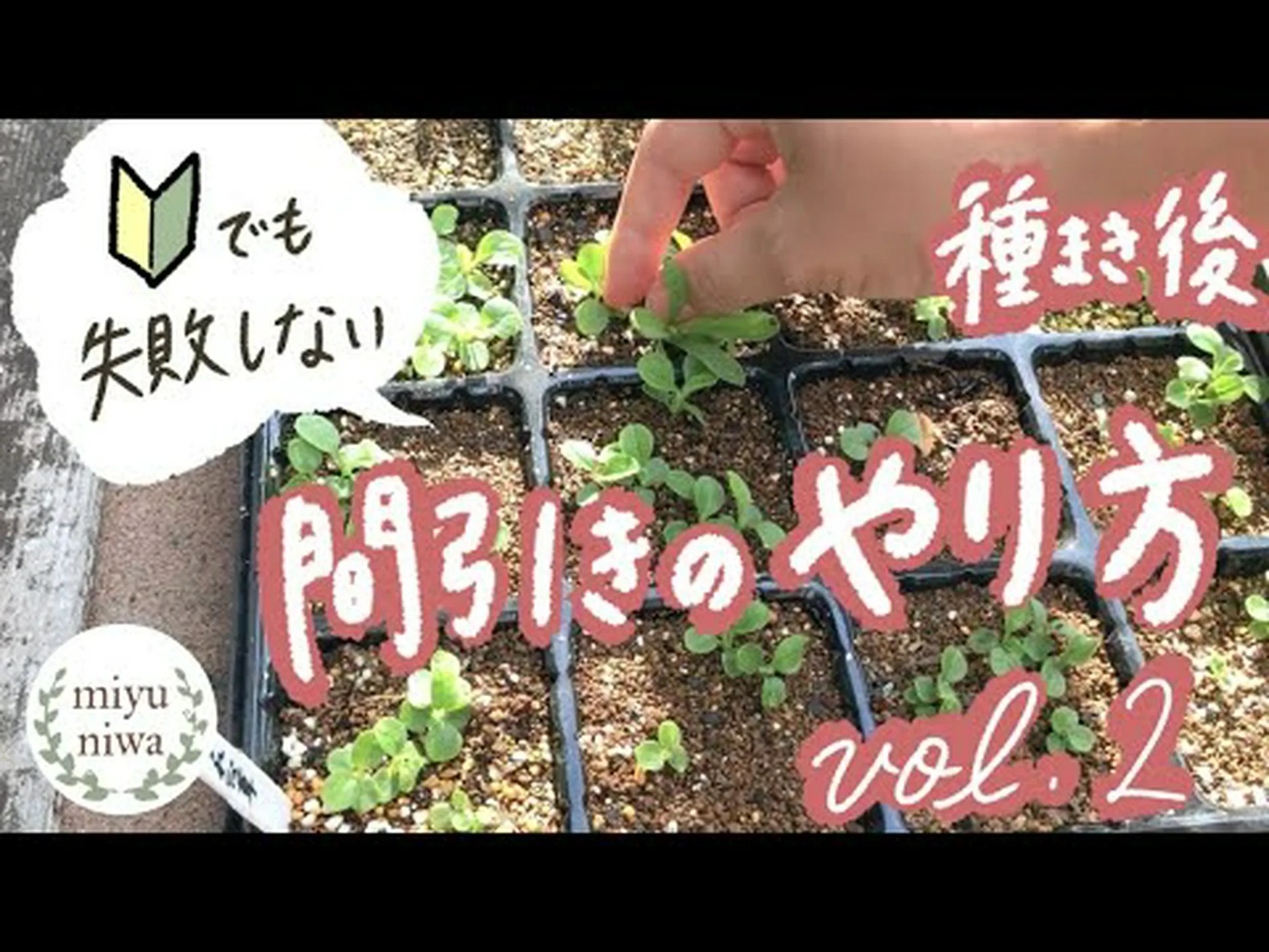 苗を間引きます 苗を間引きます