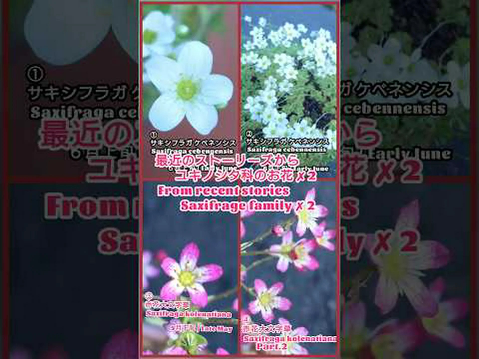 石をドレスアップするユキノシタ科の植物 石をドレスアップするユキノシタ科の植物