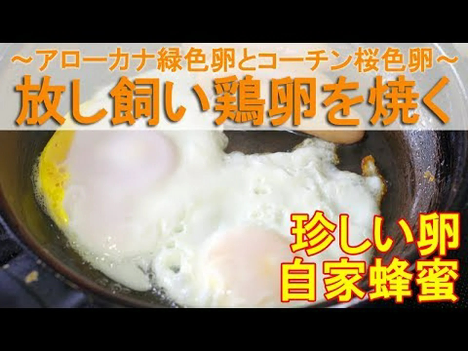 緑色の卵を持った鶏、アローカナ! 緑色の卵を持った鶏、アローカナ!