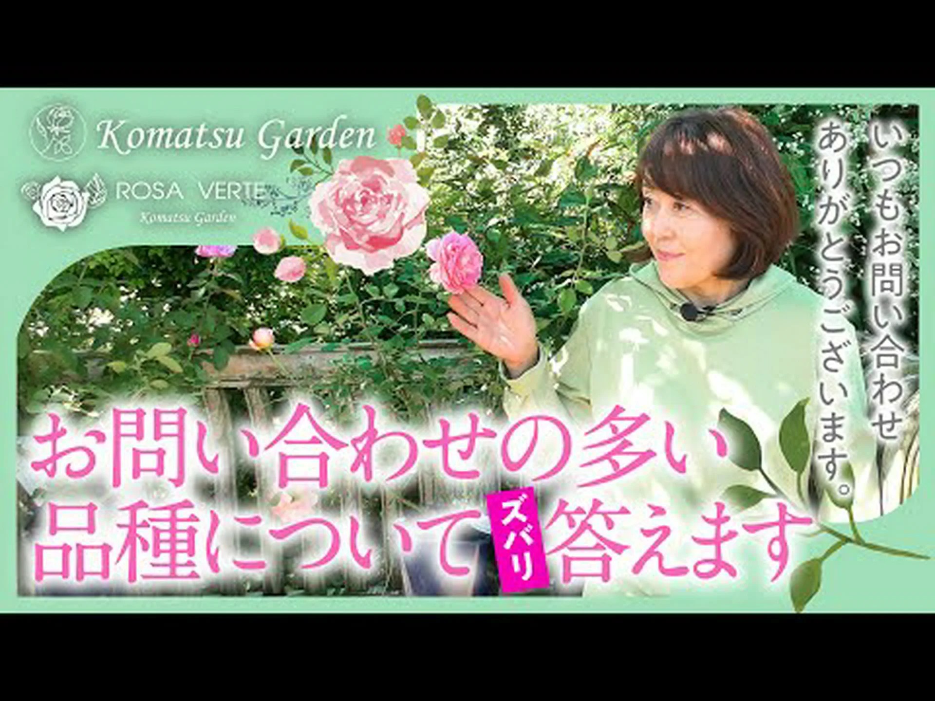 多色トウダイグサ、ゴールデントウダイグサ 多色トウダイグサ、ゴールデントウダイグサ