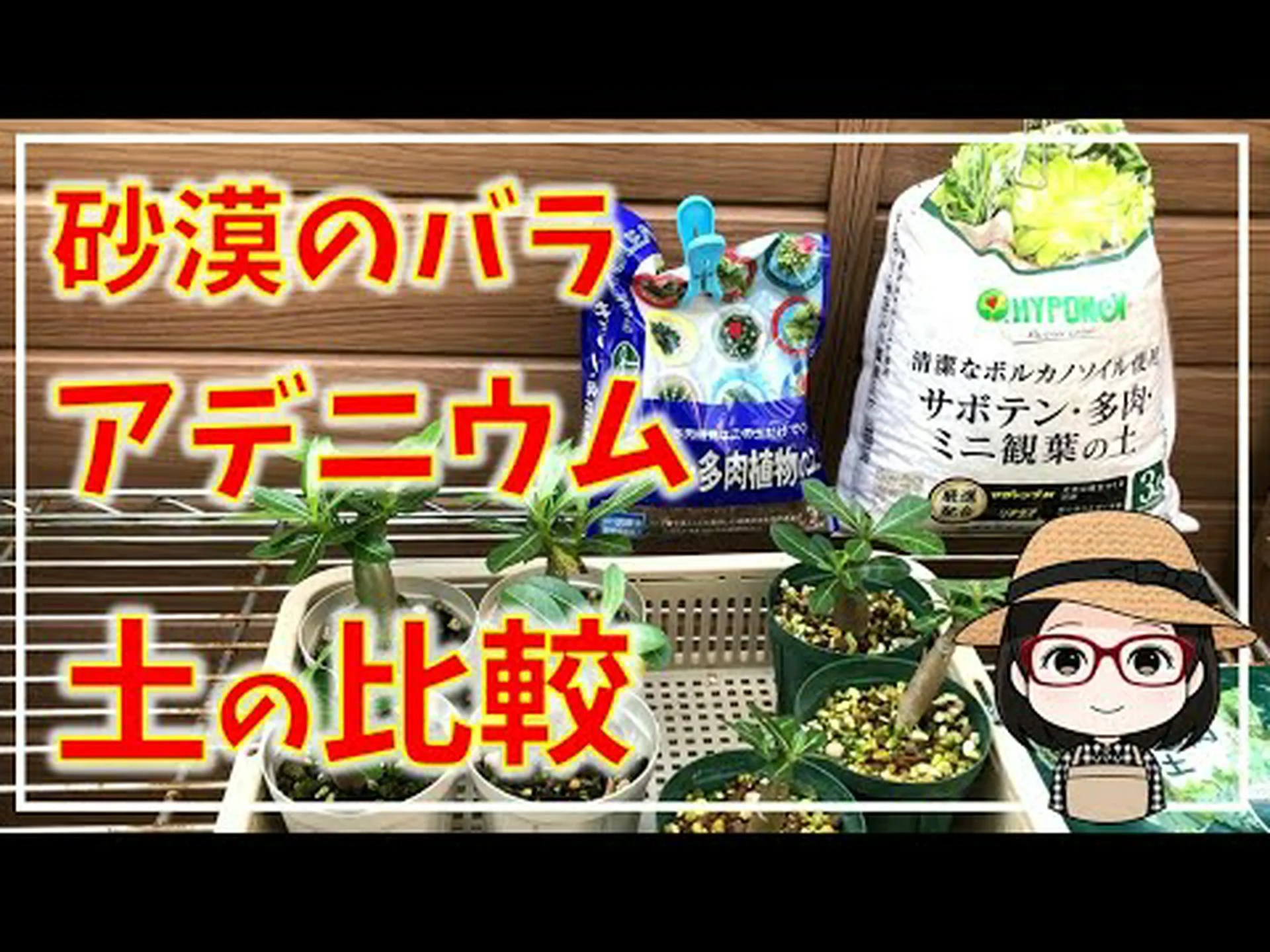 砂漠の賢者 砂漠の賢者