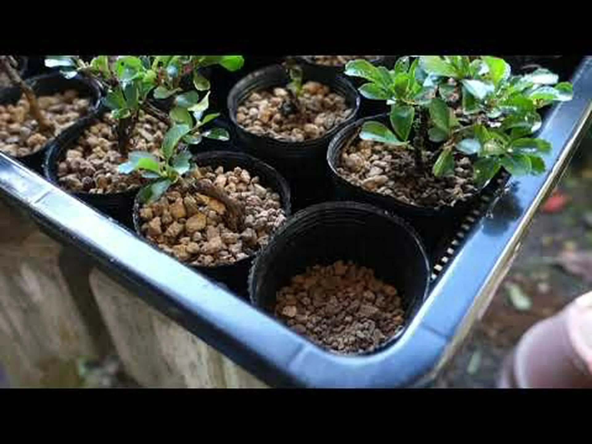 Quamoclitic Ipomoea、ヒノキ葉 Ipomoea、Red Ipomoea Quamoclitic Ipomoea、ヒノキ葉 Ipomoea、Red Ipomoea