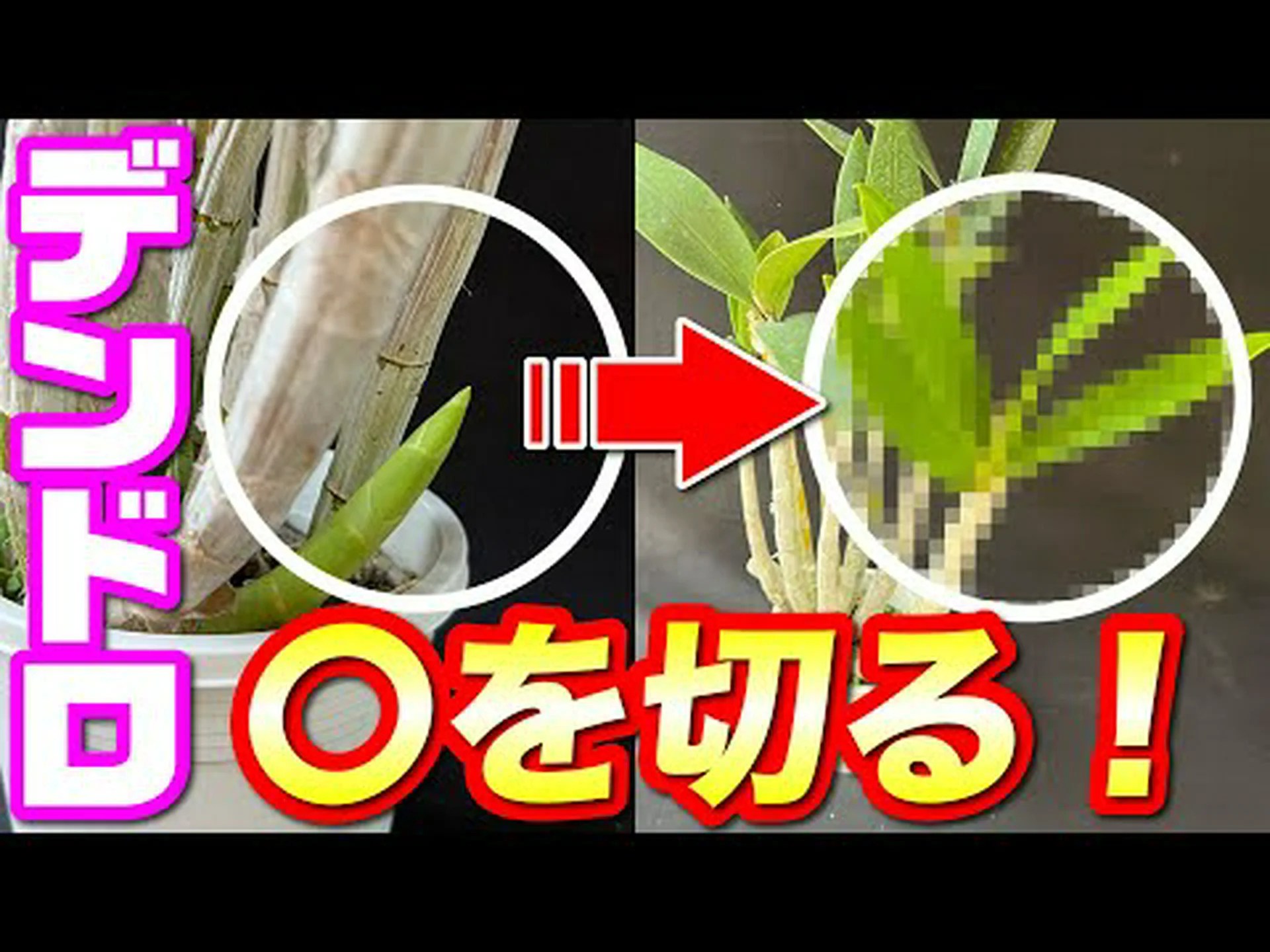 デンドロビウムの切り方 デンドロビウムの切り方