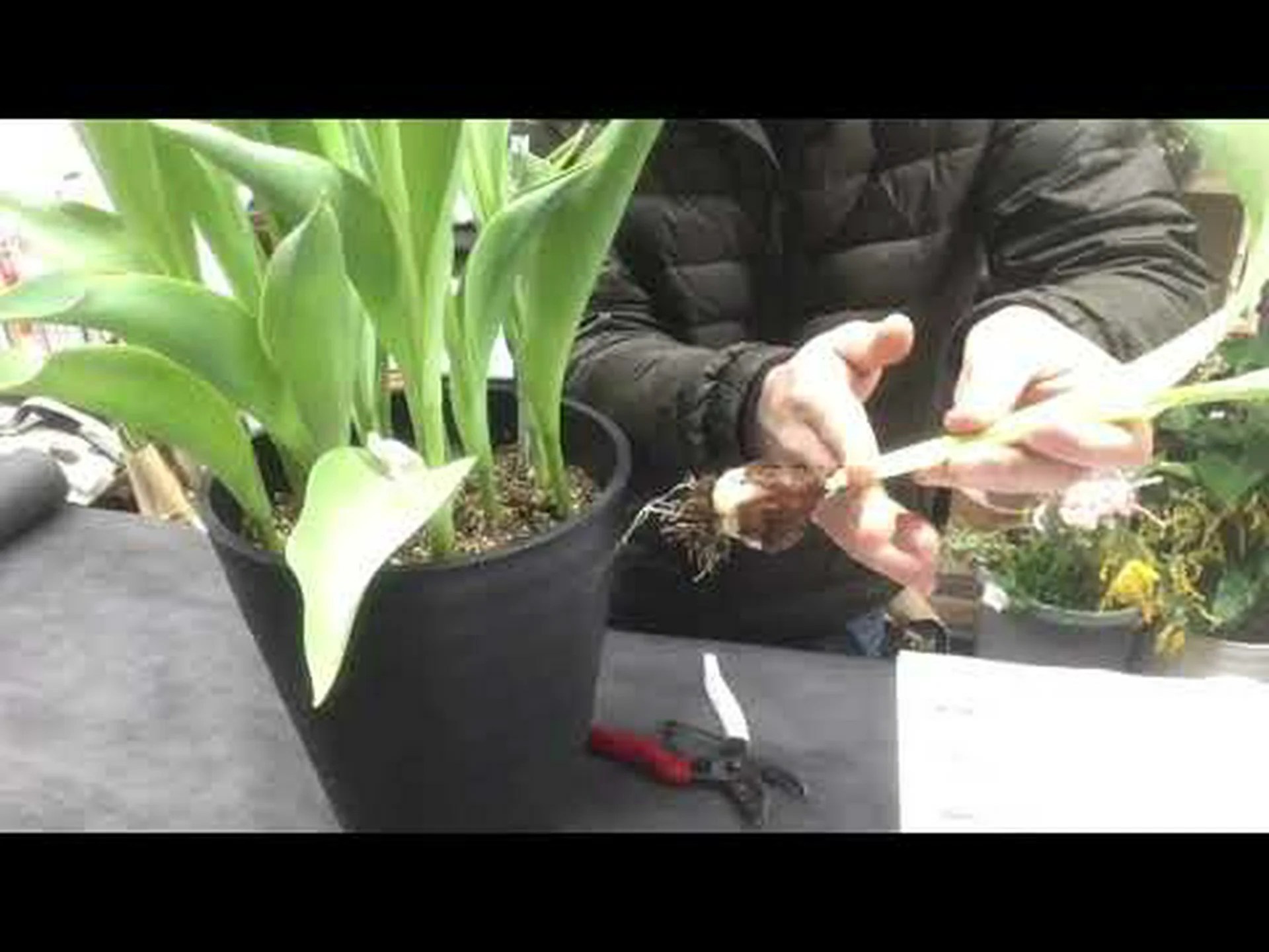 チューリップ園を成功させるにはどうすればよいでしょうか? チューリップ園を成功させるにはどうすればよいでしょうか?