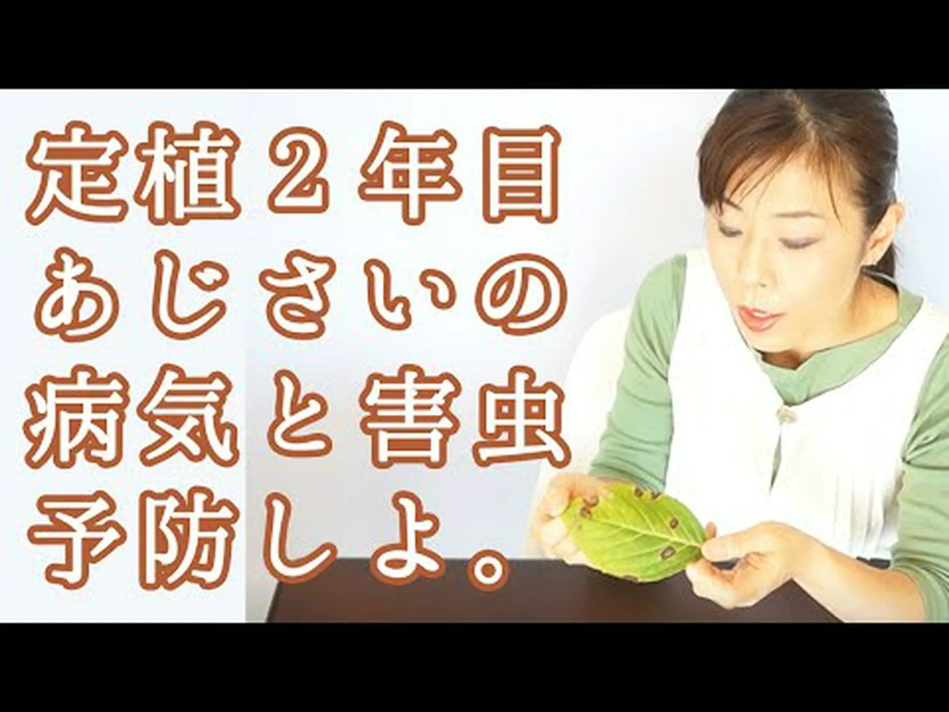 アジサイの病気 アジサイの病気