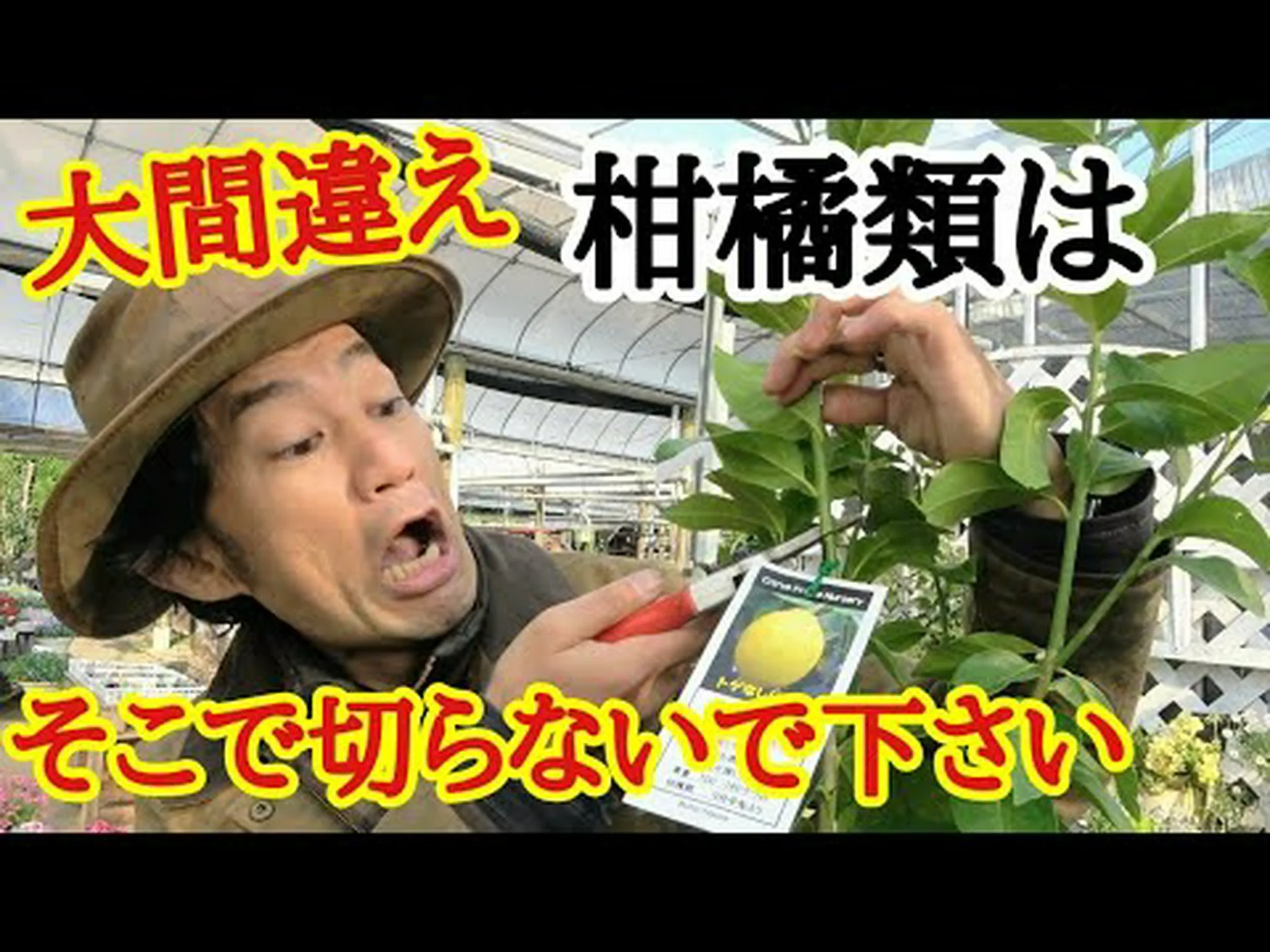 柑橘類の剪定方法は? 柑橘類の剪定方法は?