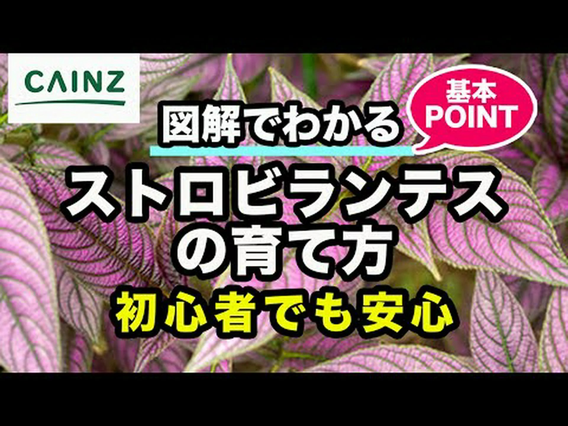 ムラサキザル ムラサキザル