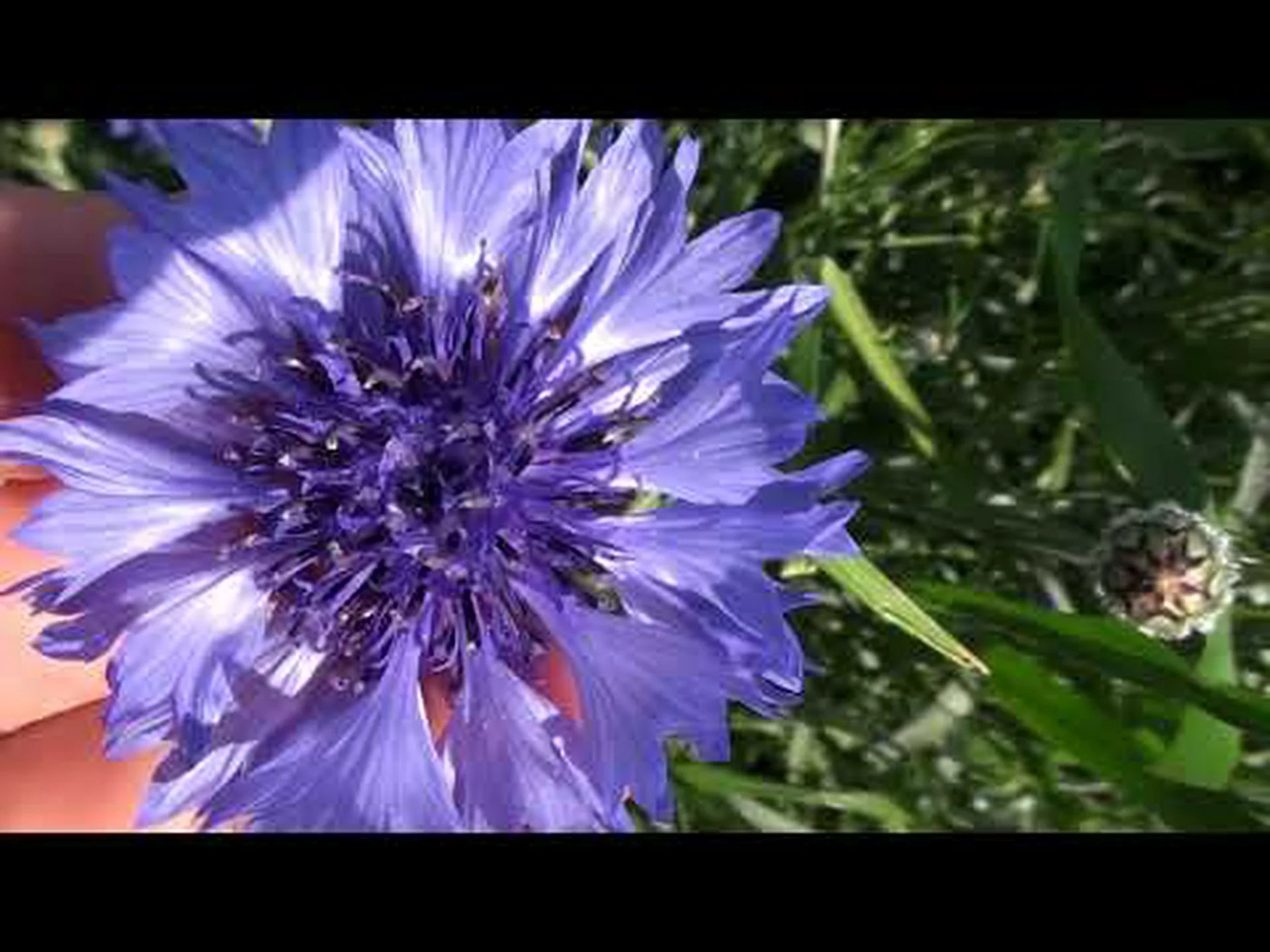 フィッシャーヤグルマギク、白いヤグルマギク フィッシャーヤグルマギク、白いヤグルマギク