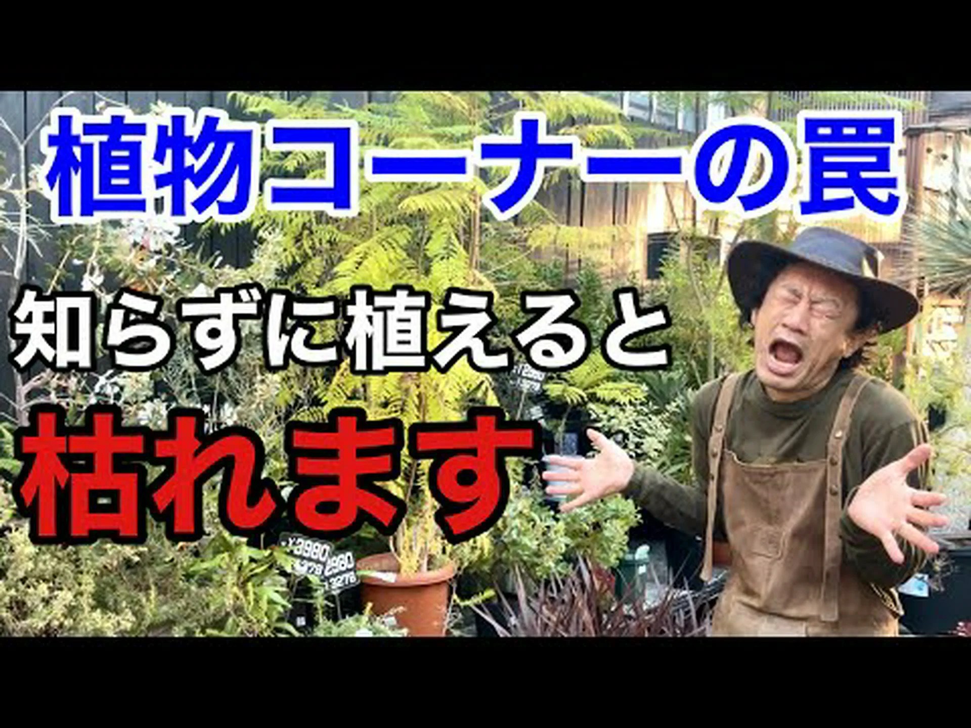 モーリタニアアオイ、ラージアオイ、ウッドアオイ、シルベスターアオイ モーリタニアアオイ、ラージアオイ、ウッドアオイ、シルベスターアオイ