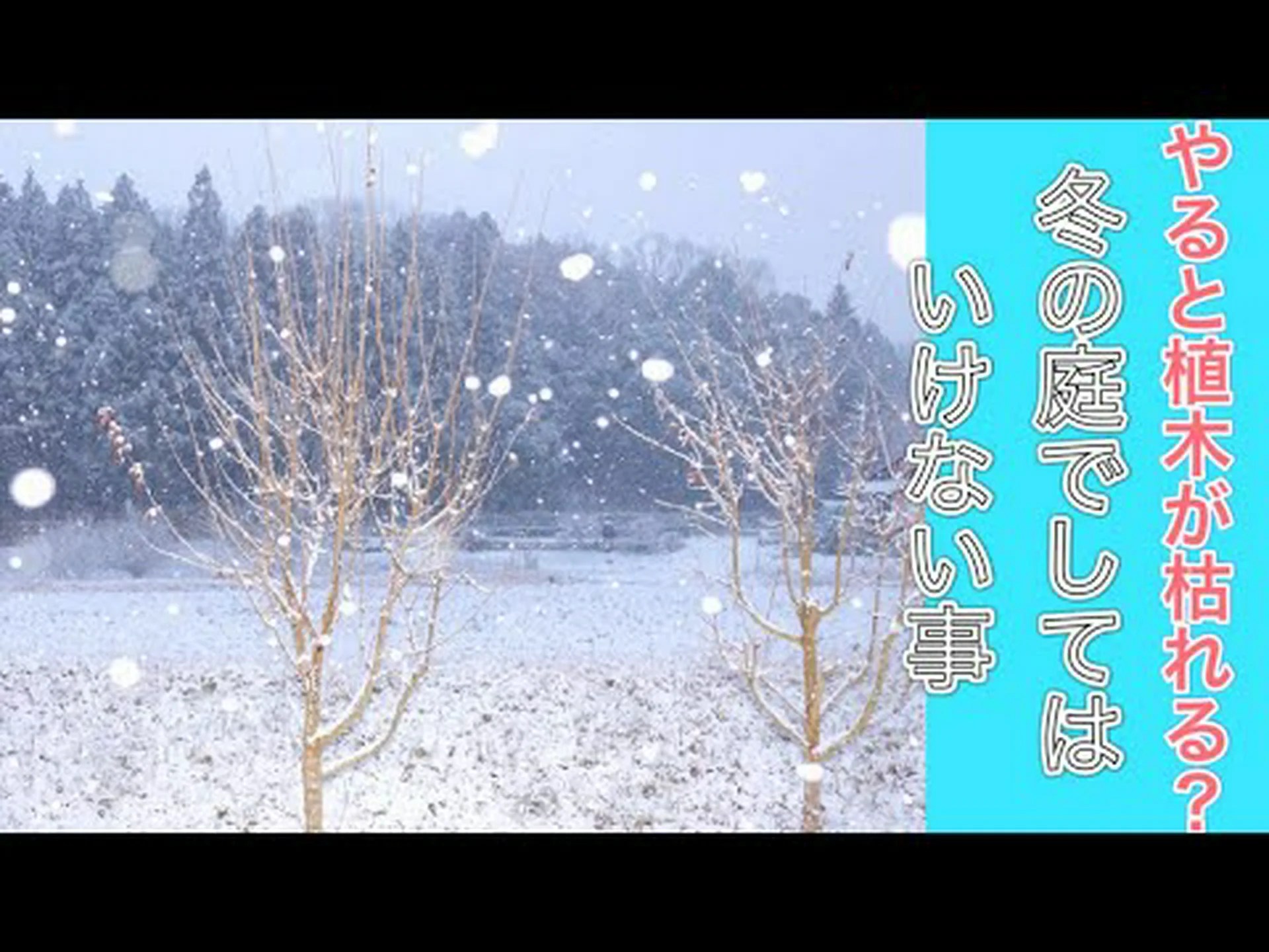 冬に庭で何をしていいのか、してはいけないのか? 冬に庭で何をしていいのか、してはいけないのか?