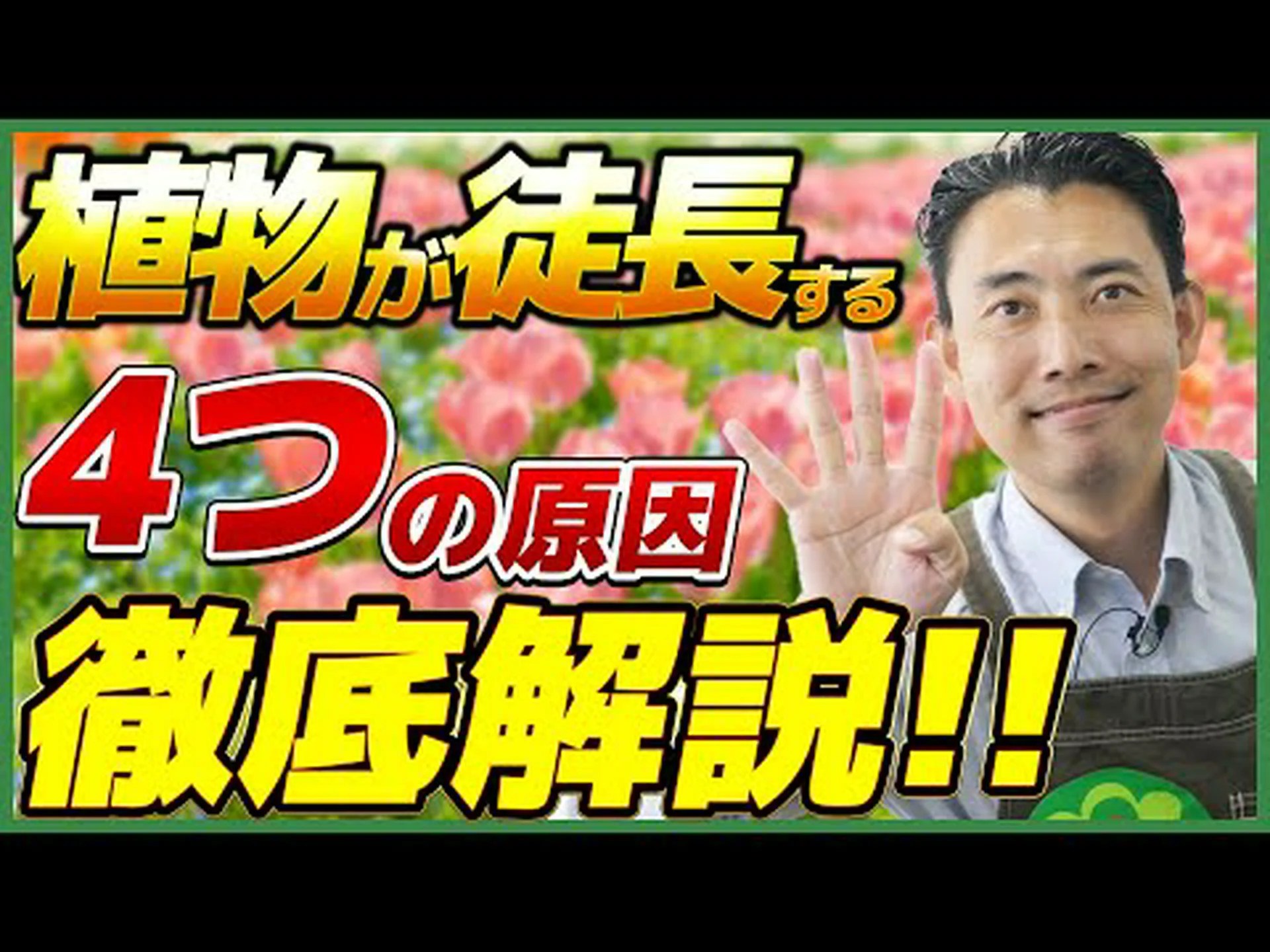 茎のないカンピオン 茎のないカンピオン