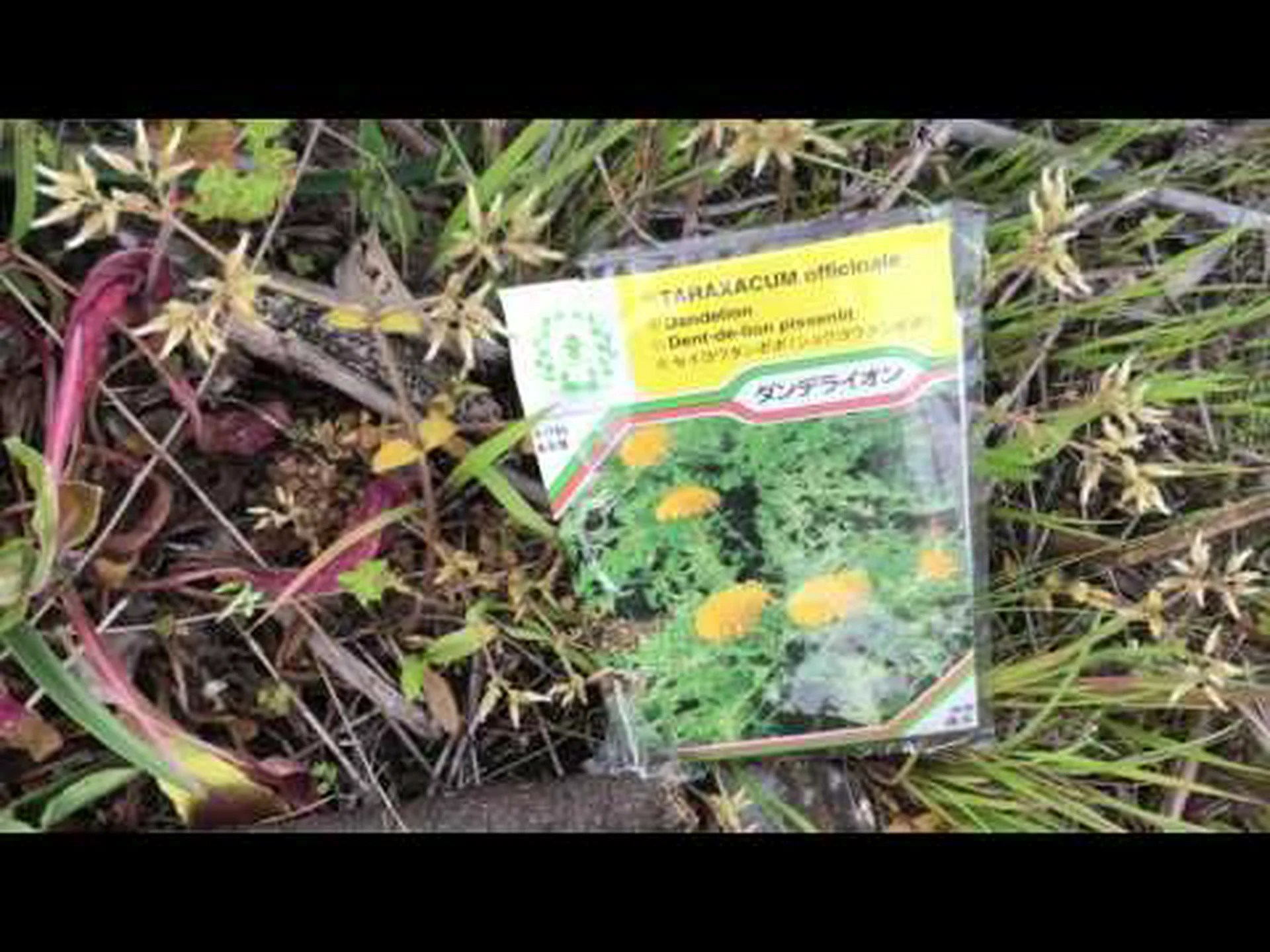 タンポポ、ライオンの歯 タンポポ、ライオンの歯