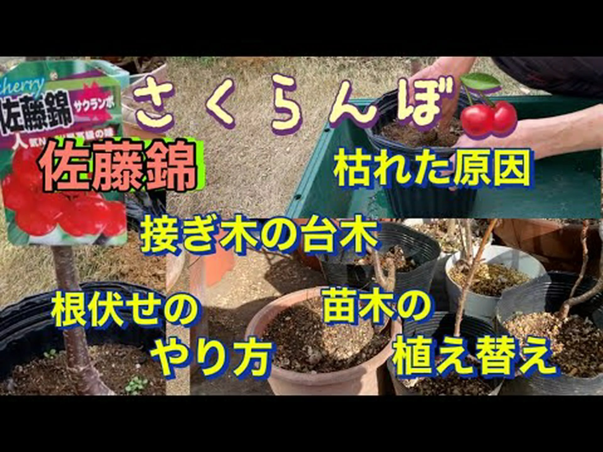 サクランボ台木 サクランボ台木