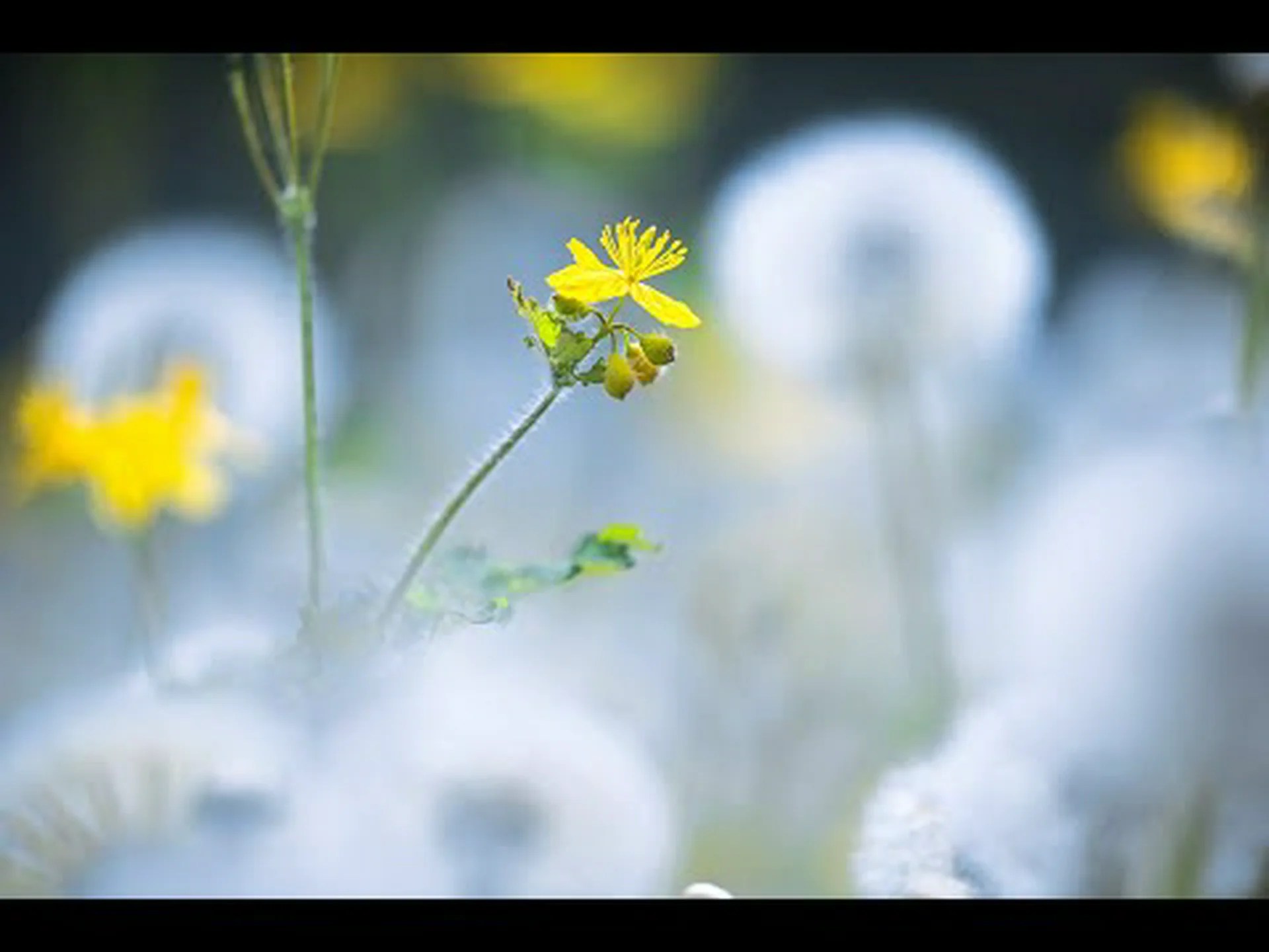 老人のひげ、クモユキノシタ、ストロニフェラスユキノシタ 老人のひげ、クモユキノシタ、ストロニフェラスユキノシタ