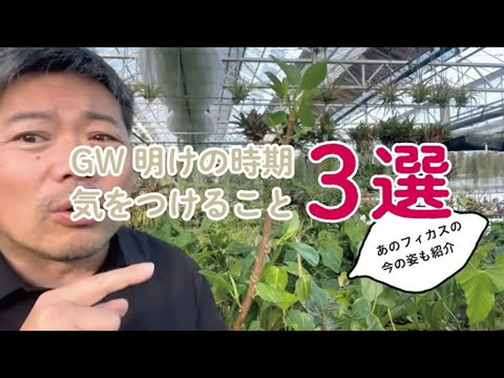 フィカスの植え付けと世話 フィカスの植え付けと世話