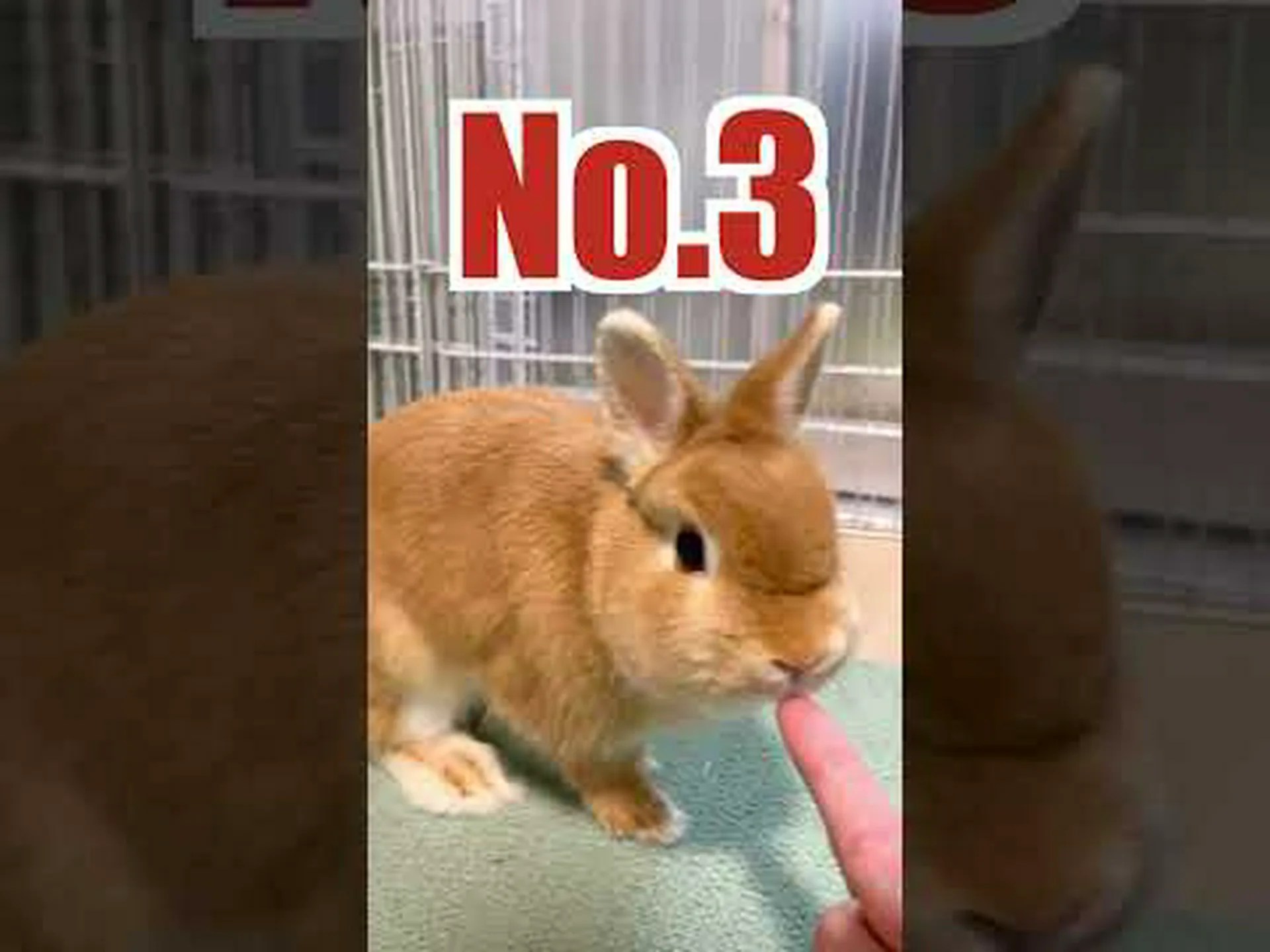 ドワーフウサギ ドワーフウサギ