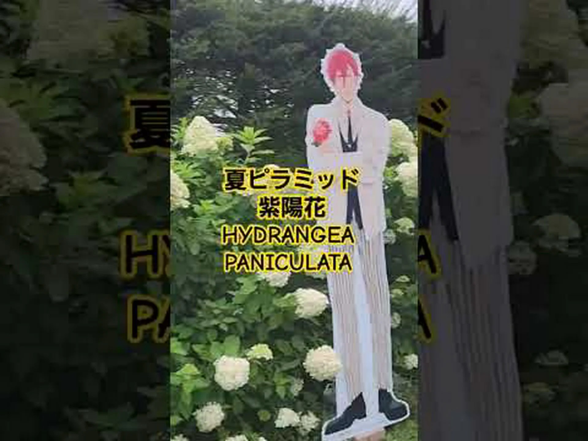 アジサイ、大家族 アジサイ、大家族