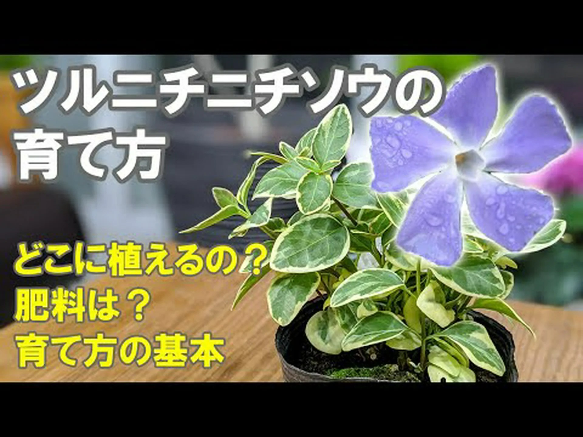 オオツルニチニチソウ オオツルニチニチソウ