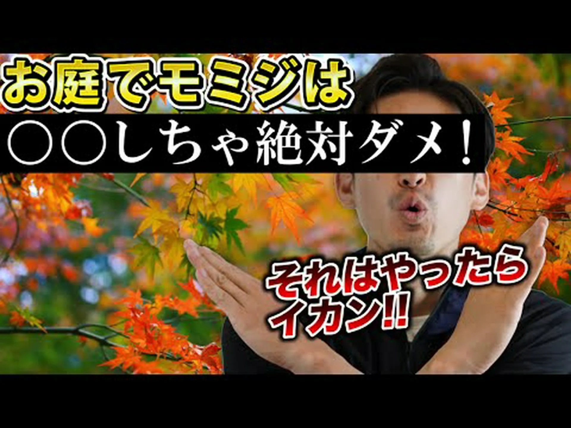 病気のないイロハモミジを選ぶポイント 病気のないイロハモミジを選ぶポイント