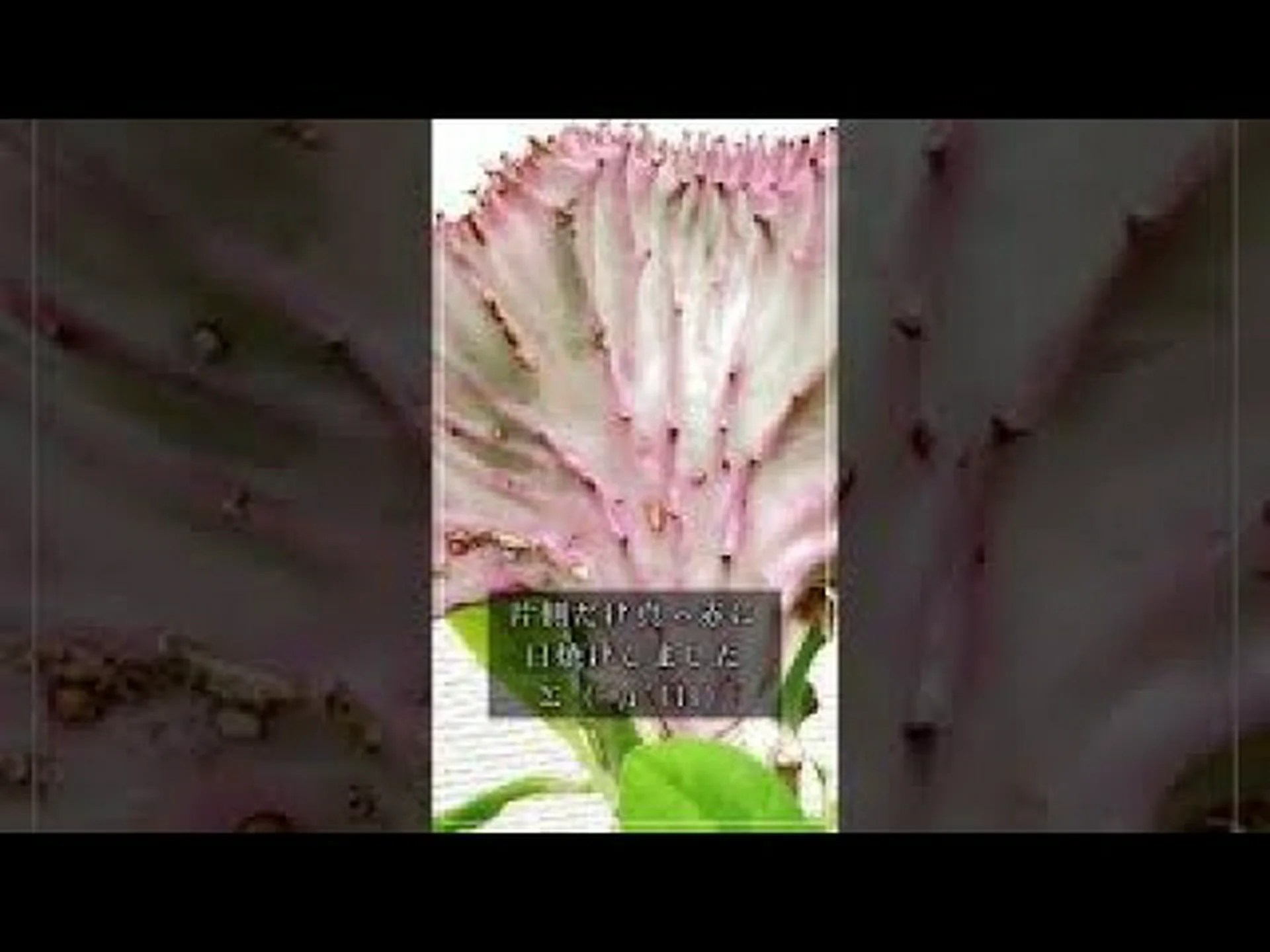 マーティンのユーフォルビア マーティンのユーフォルビア