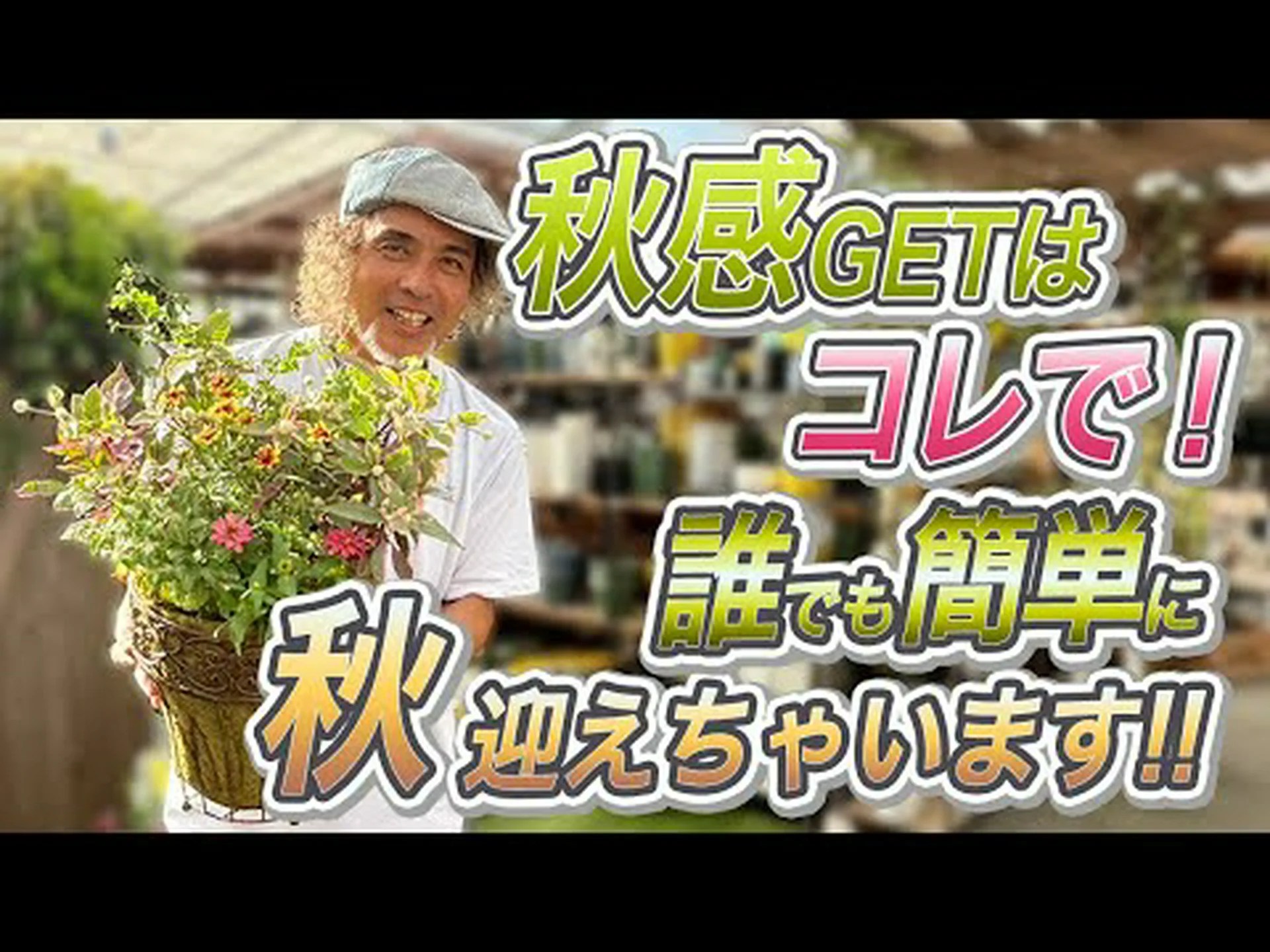 ラバテラの木、ゼニアオイの木 ラバテラの木、ゼニアオイの木