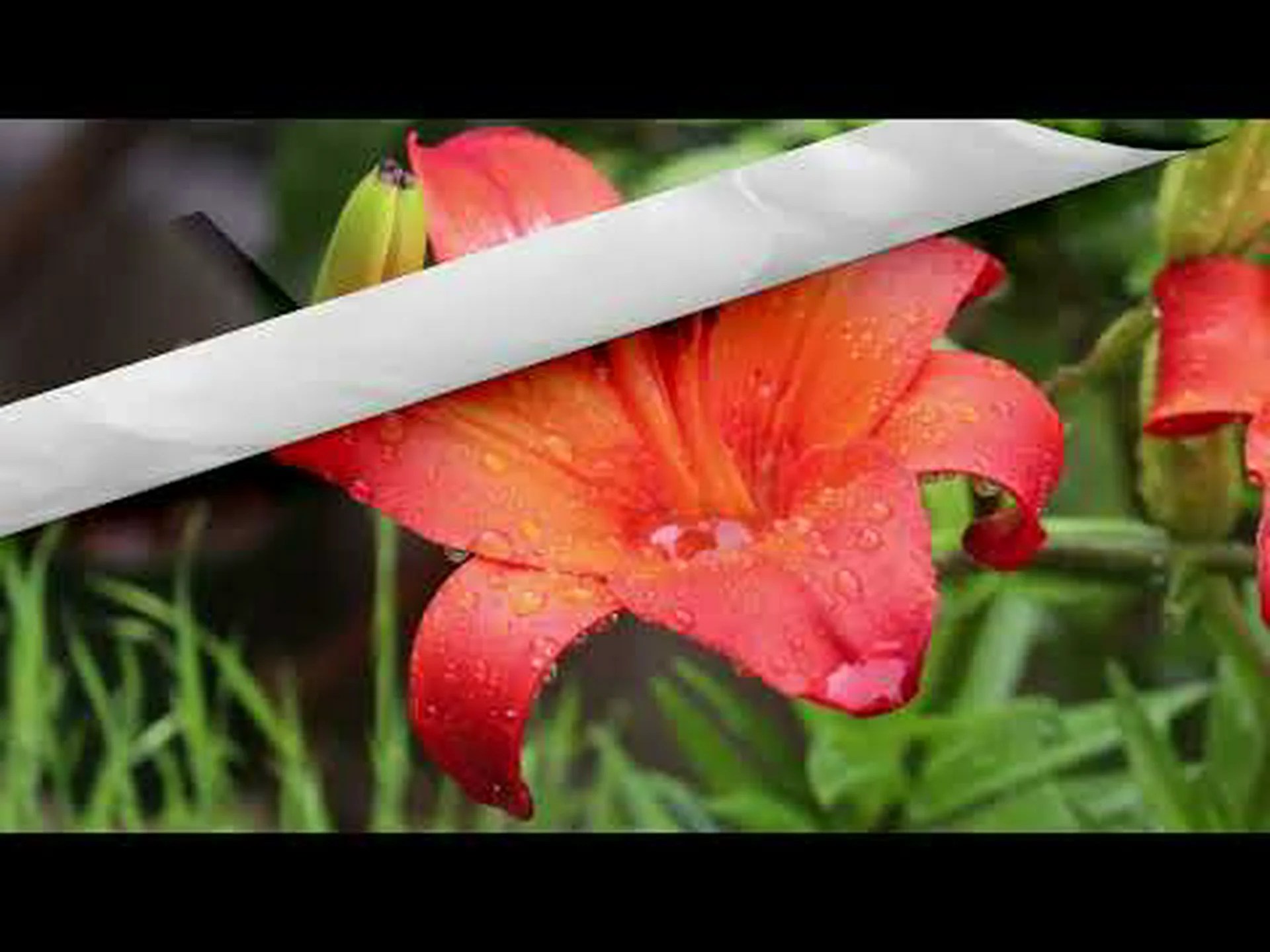 オレンジ色のユリ オレンジ色のユリ