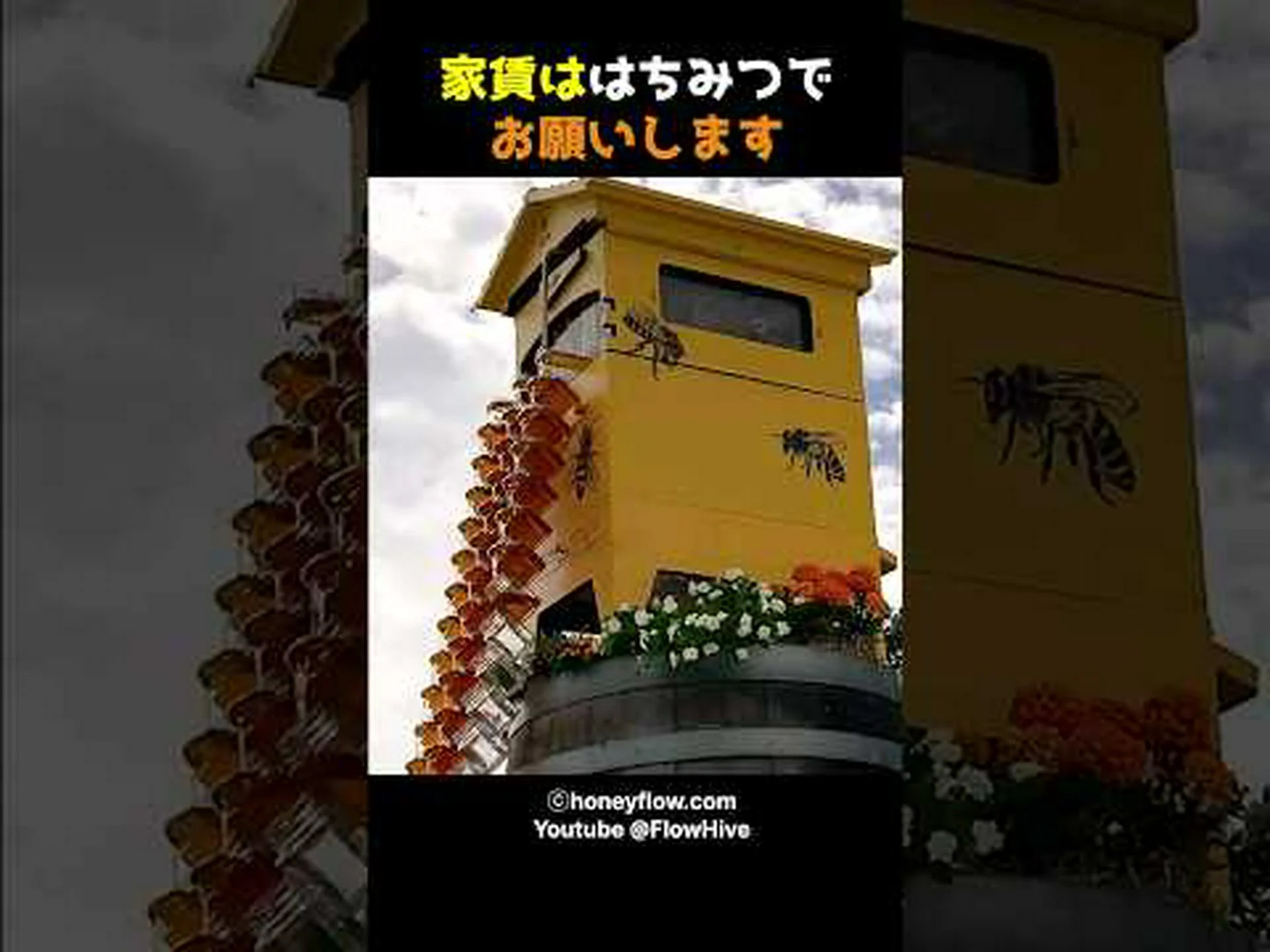 蜂蜜の木 10本 蜂蜜の木 10本