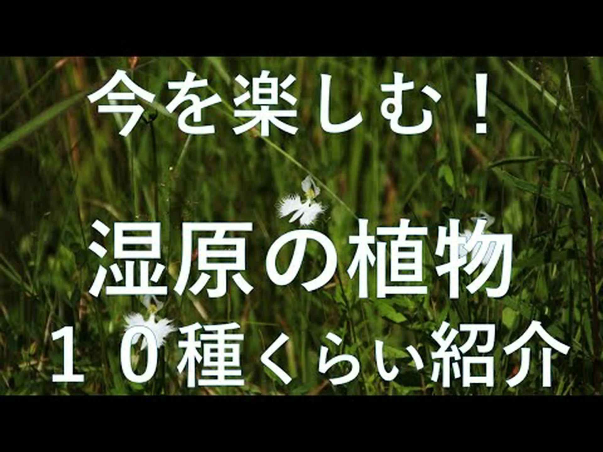 湿地の植物 湿地の植物