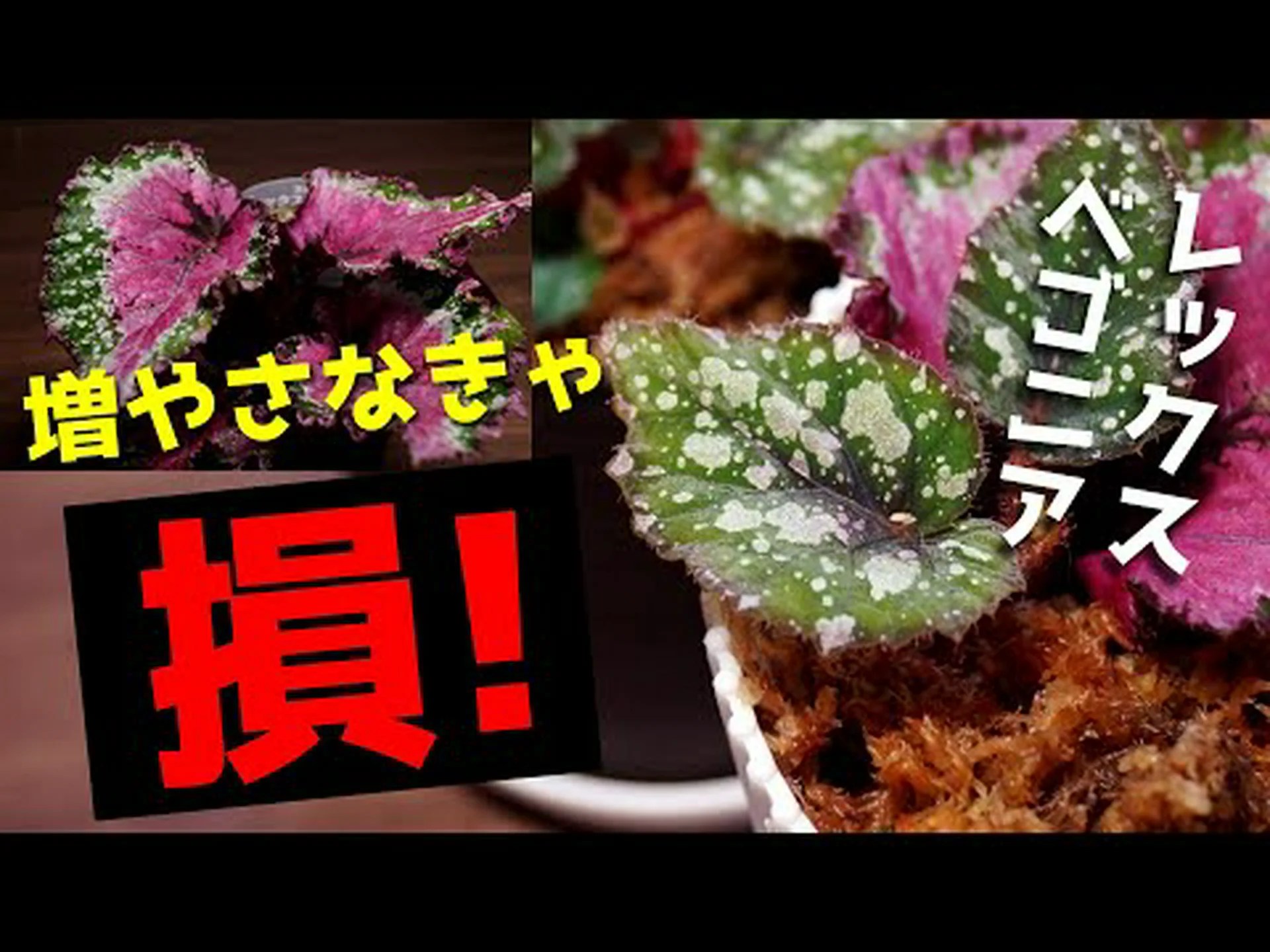 ベゴニアの葉挿しのやり方は? ベゴニアの葉挿しのやり方は?