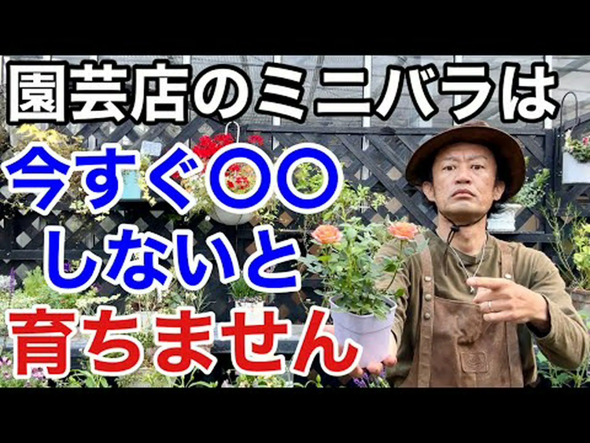 ミニバラの茂みを育てる ミニバラの茂みを育てる