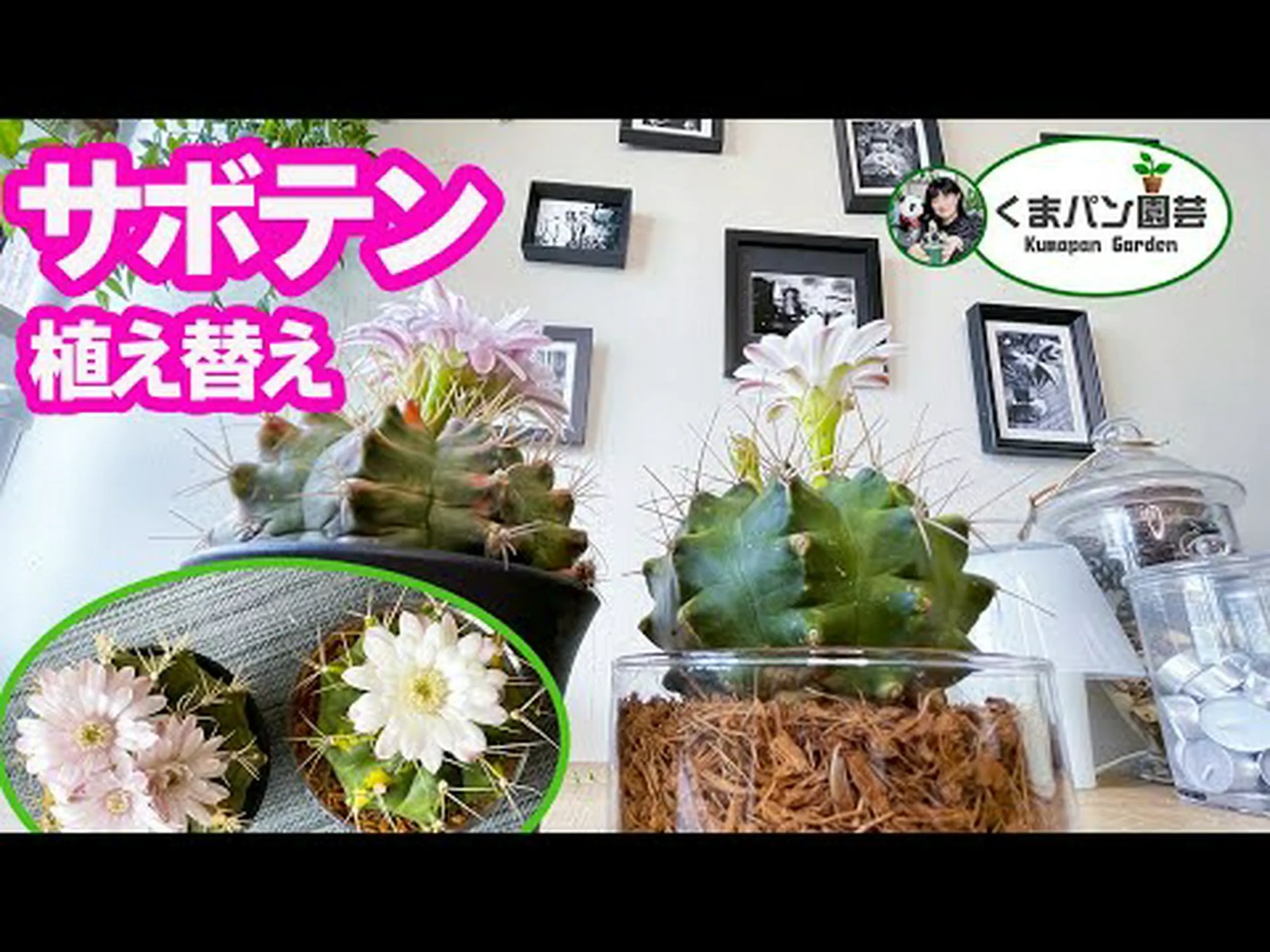 サボテンと多肉植物 サボテンと多肉植物