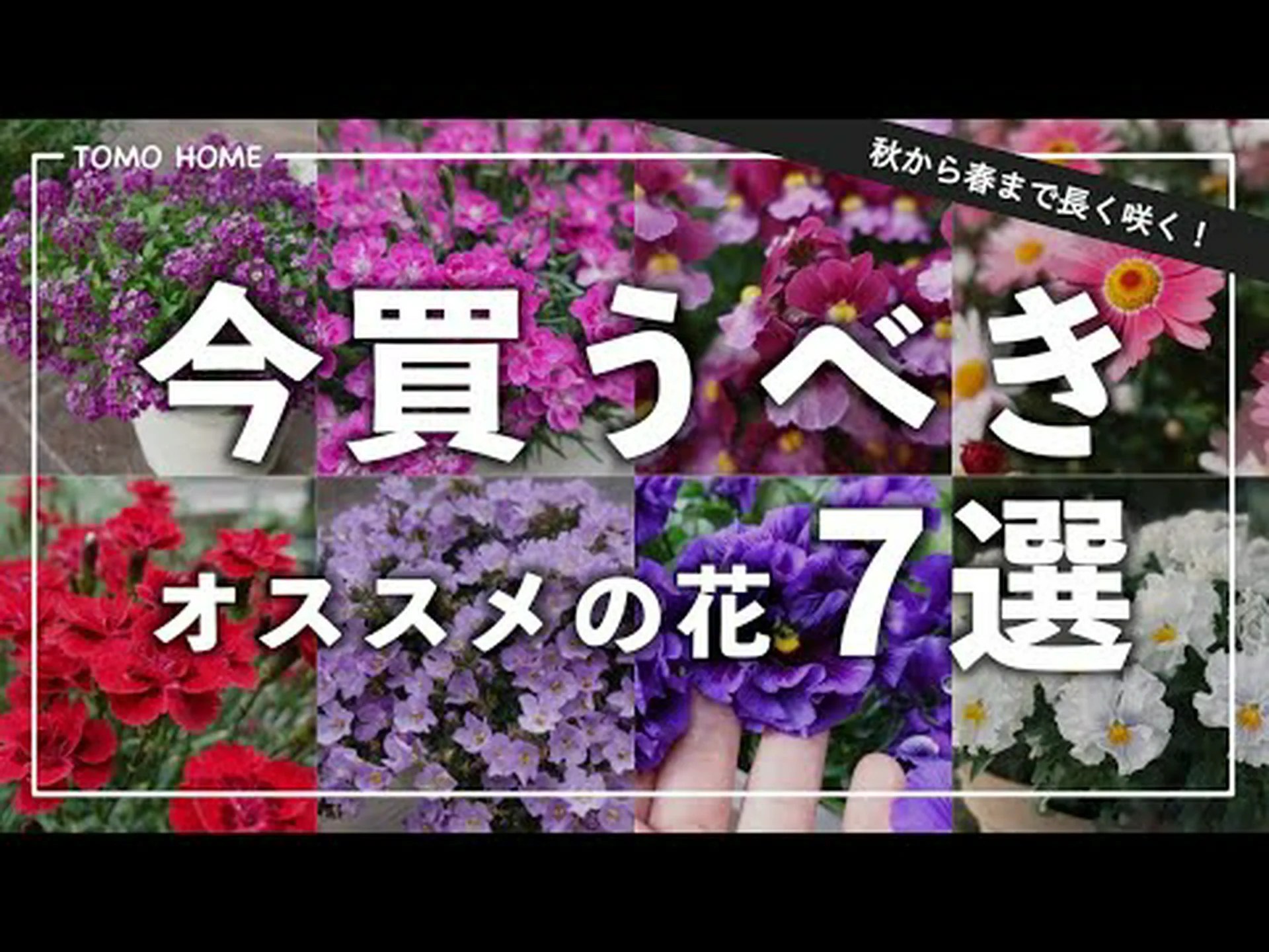 冬の花 冬の花