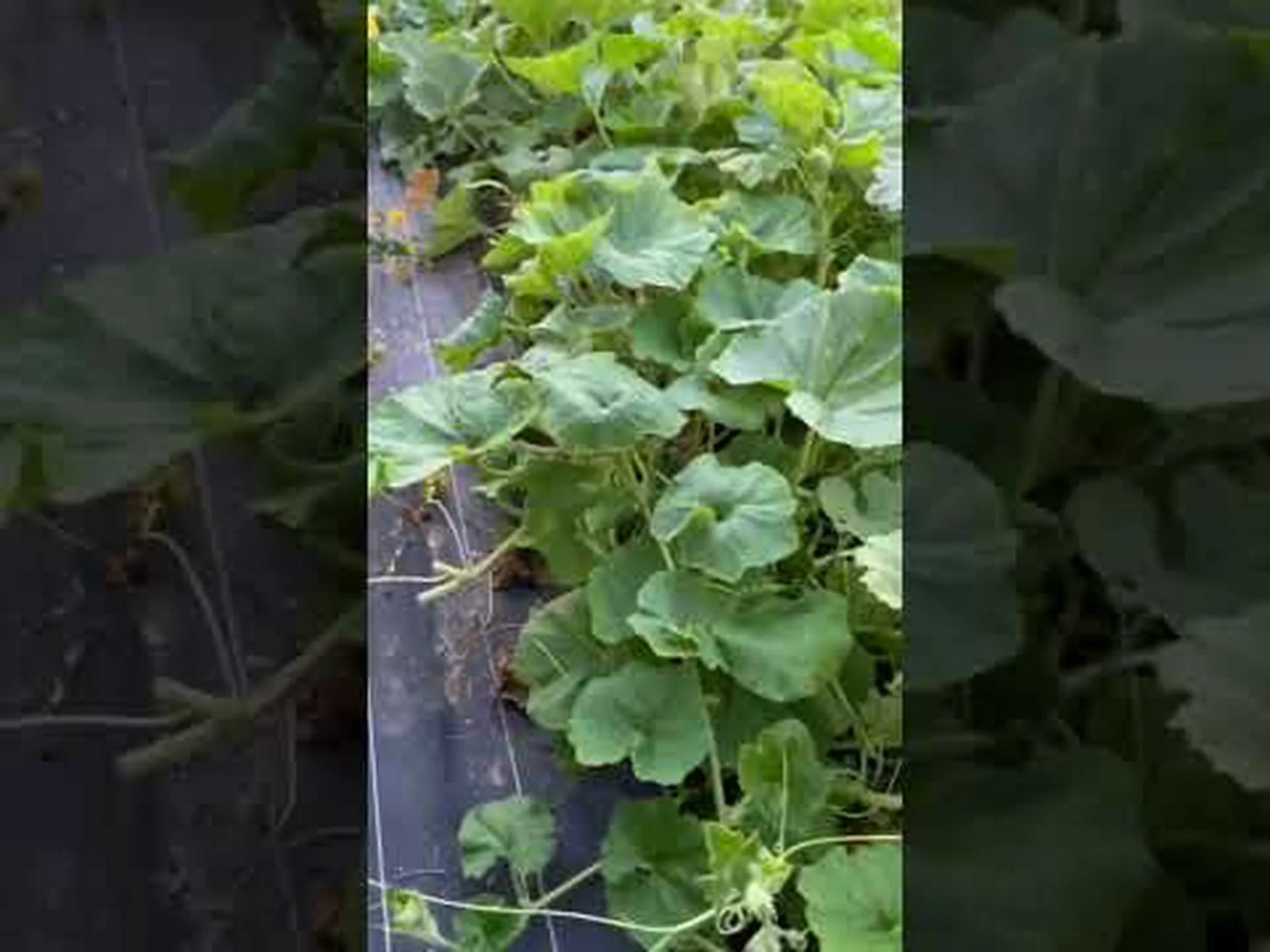 かぼちゃ、かぼちゃ かぼちゃ、かぼちゃ