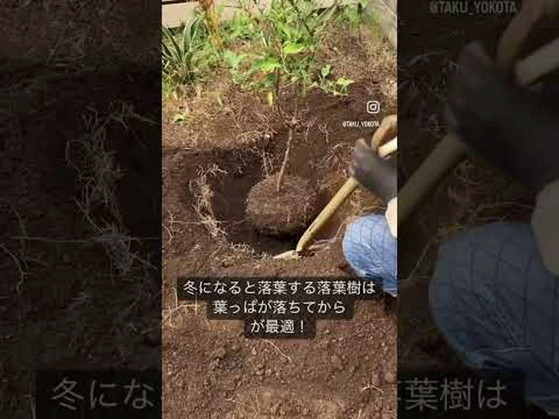 古い低木を引き抜く 古い低木を引き抜く