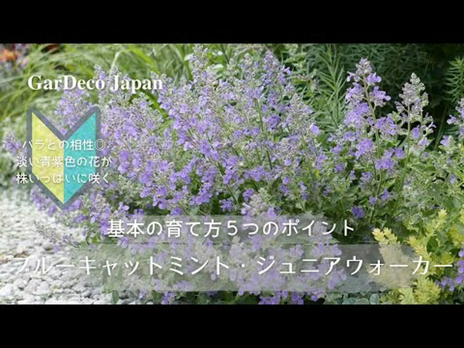 ネコ科植物、ネペタ総状花序 ネコ科植物、ネペタ総状花序